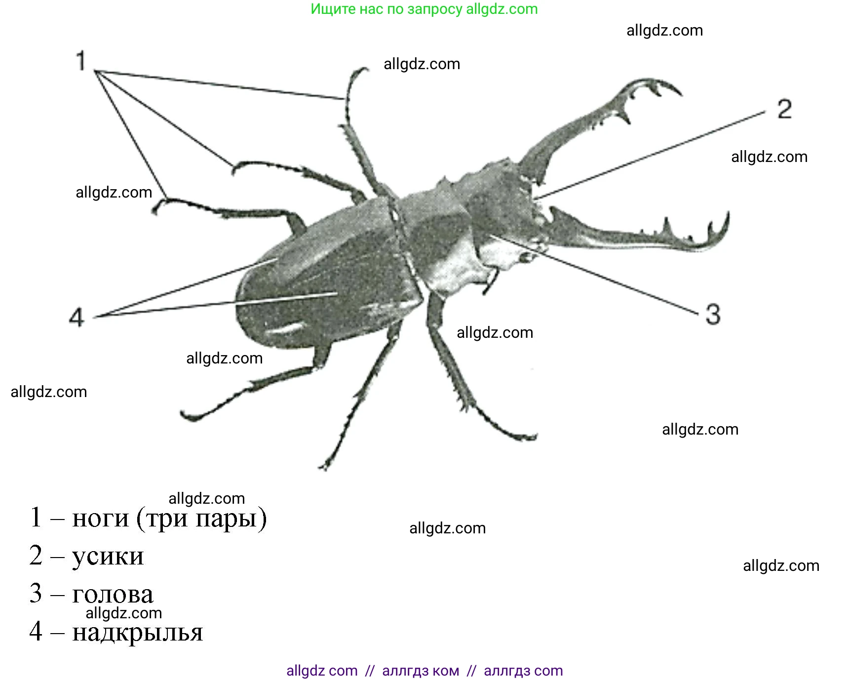 Биология, 8 класс рабочая тетрадь, авторы: Суматохин Сергей Витальевич, Пасечник Владимир Васильевич, Гапонюк Зоя Георгиевна, издательство Просвещение, Москва, 2023, оранжевого цвета, страница 71, номер 4, Решение (продолжение 2)