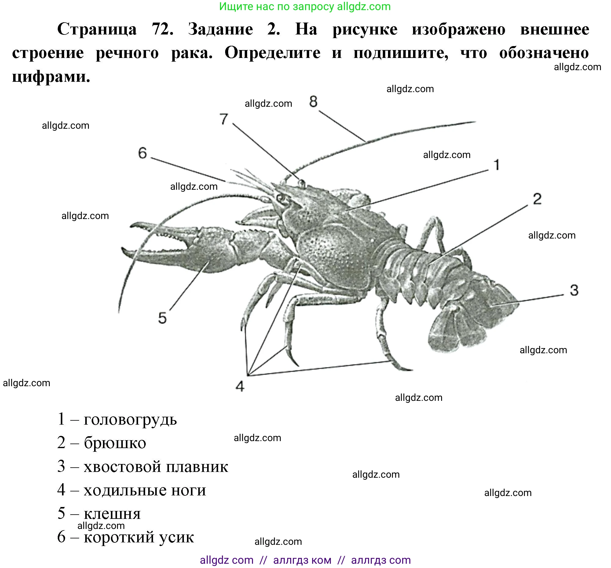 Биология, 8 класс рабочая тетрадь, авторы: Суматохин Сергей Витальевич, Пасечник Владимир Васильевич, Гапонюк Зоя Георгиевна, издательство Просвещение, Москва, 2023, оранжевого цвета, страница 72, номер 2, Решение