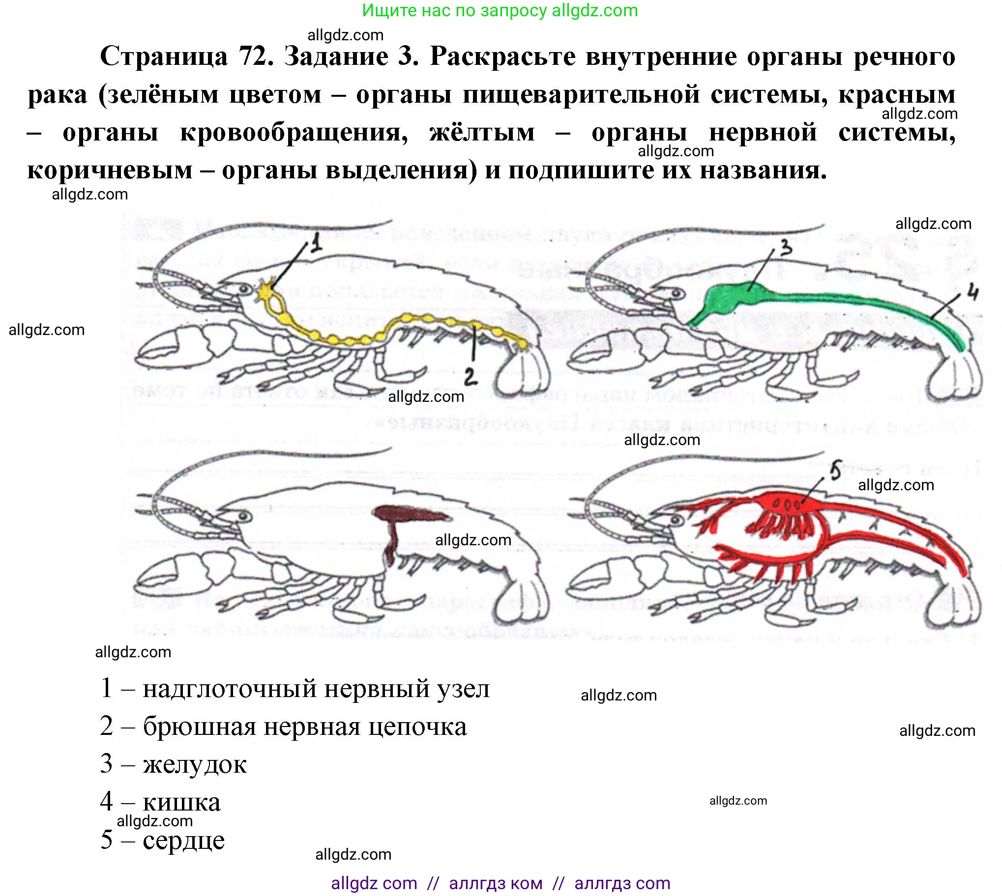 Биология, 8 класс рабочая тетрадь, авторы: Суматохин Сергей Витальевич, Пасечник Владимир Васильевич, Гапонюк Зоя Георгиевна, издательство Просвещение, Москва, 2023, оранжевого цвета, страница 72, номер 3, Решение