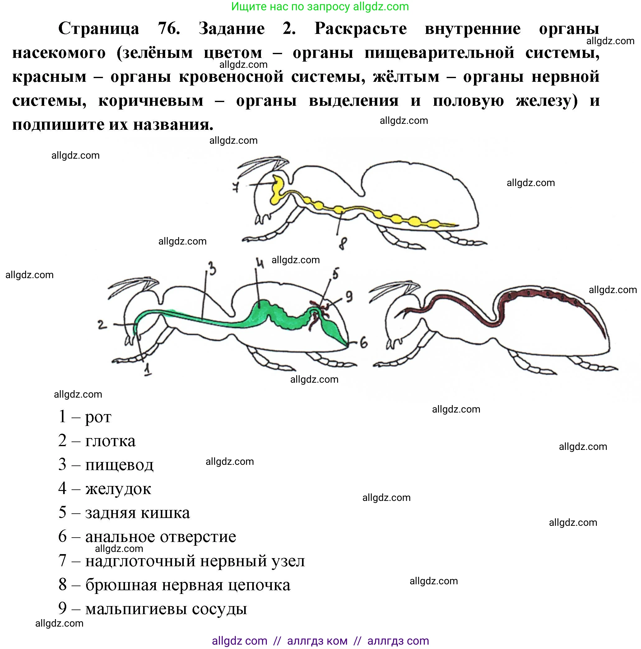 Биология, 8 класс рабочая тетрадь, авторы: Суматохин Сергей Витальевич, Пасечник Владимир Васильевич, Гапонюк Зоя Георгиевна, издательство Просвещение, Москва, 2023, оранжевого цвета, страница 76, номер 2, Решение