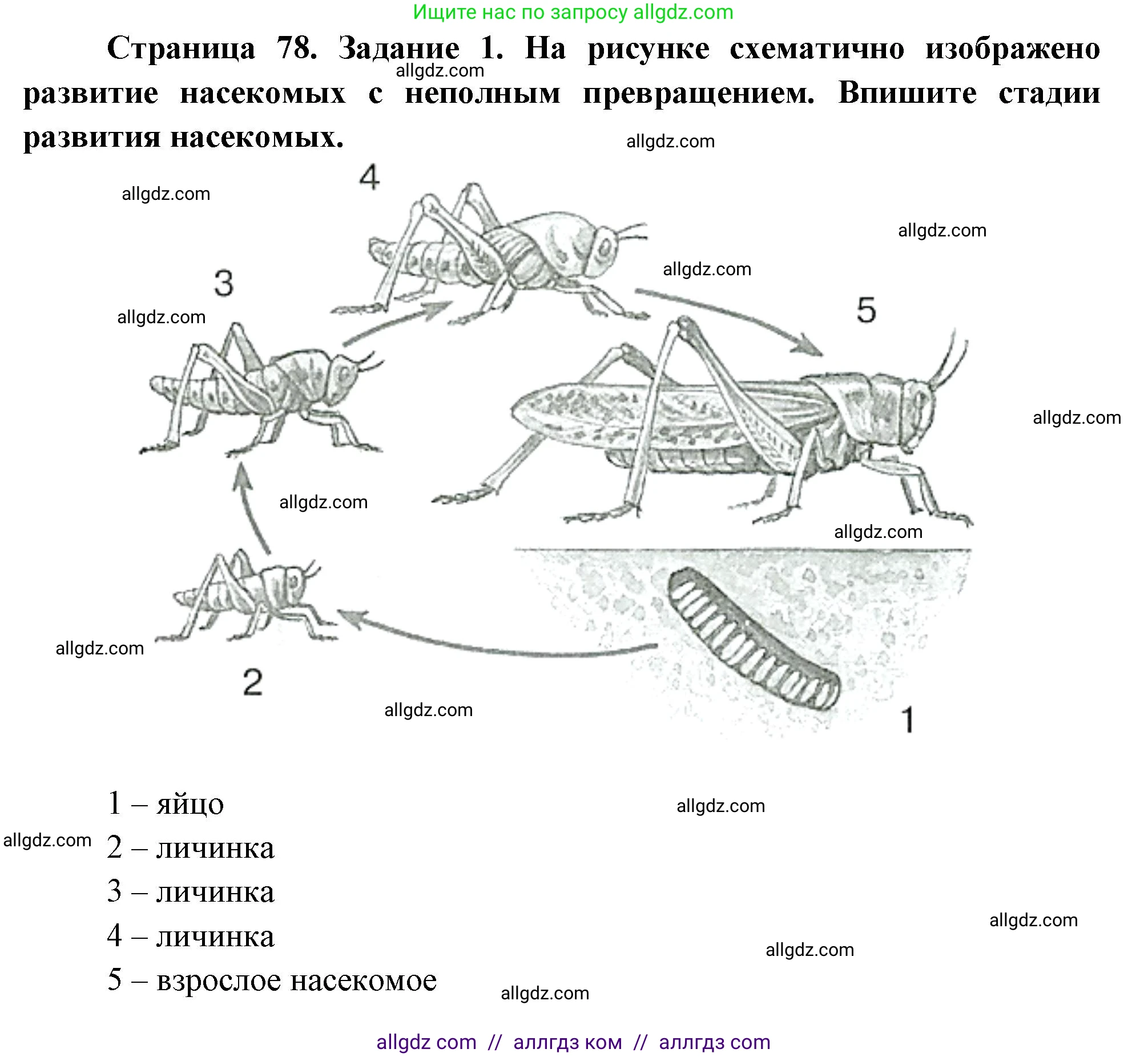 Биология, 8 класс рабочая тетрадь, авторы: Суматохин Сергей Витальевич, Пасечник Владимир Васильевич, Гапонюк Зоя Георгиевна, издательство Просвещение, Москва, 2023, оранжевого цвета, страница 78, номер 1, Решение