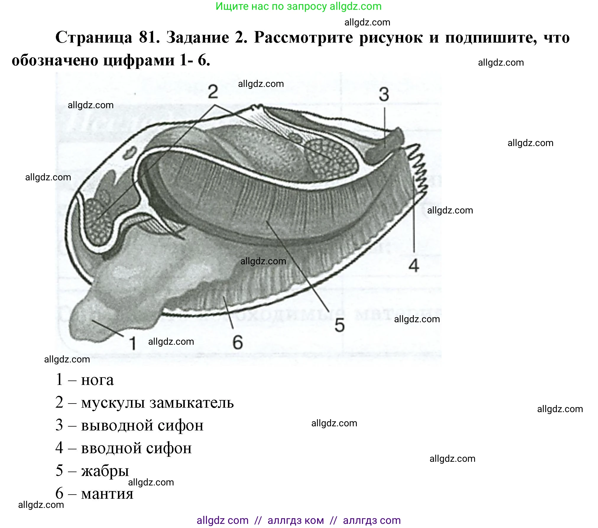 Биология, 8 класс рабочая тетрадь, авторы: Суматохин Сергей Витальевич, Пасечник Владимир Васильевич, Гапонюк Зоя Георгиевна, издательство Просвещение, Москва, 2023, оранжевого цвета, страница 81, номер 2, Решение