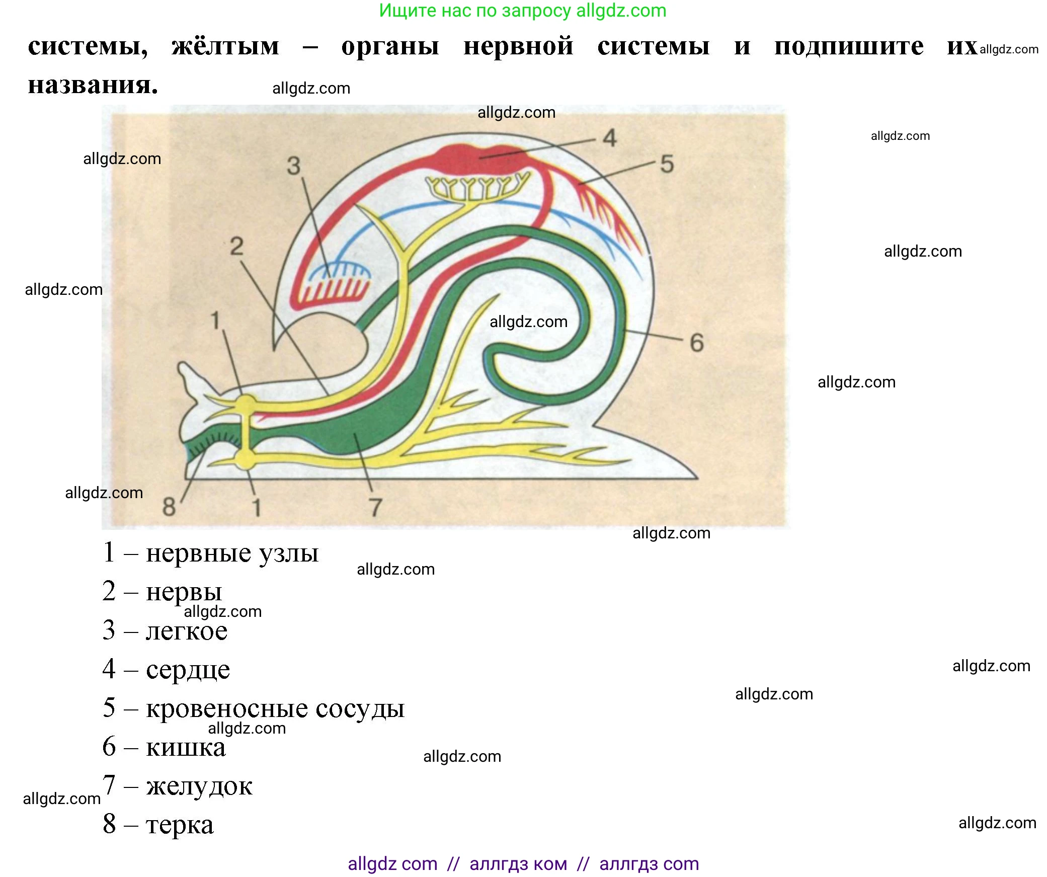 Биология, 8 класс рабочая тетрадь, авторы: Суматохин Сергей Витальевич, Пасечник Владимир Васильевич, Гапонюк Зоя Георгиевна, издательство Просвещение, Москва, 2023, оранжевого цвета, страница 82, номер 3, Решение (продолжение 2)
