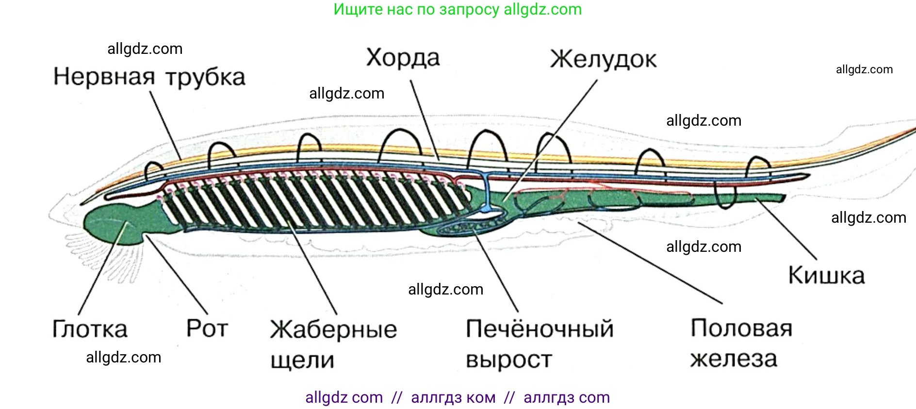 Биология, 8 класс рабочая тетрадь, авторы: Суматохин Сергей Витальевич, Пасечник Владимир Васильевич, Гапонюк Зоя Георгиевна, издательство Просвещение, Москва, 2023, оранжевого цвета, страница 91, номер 4, Решение (продолжение 2)