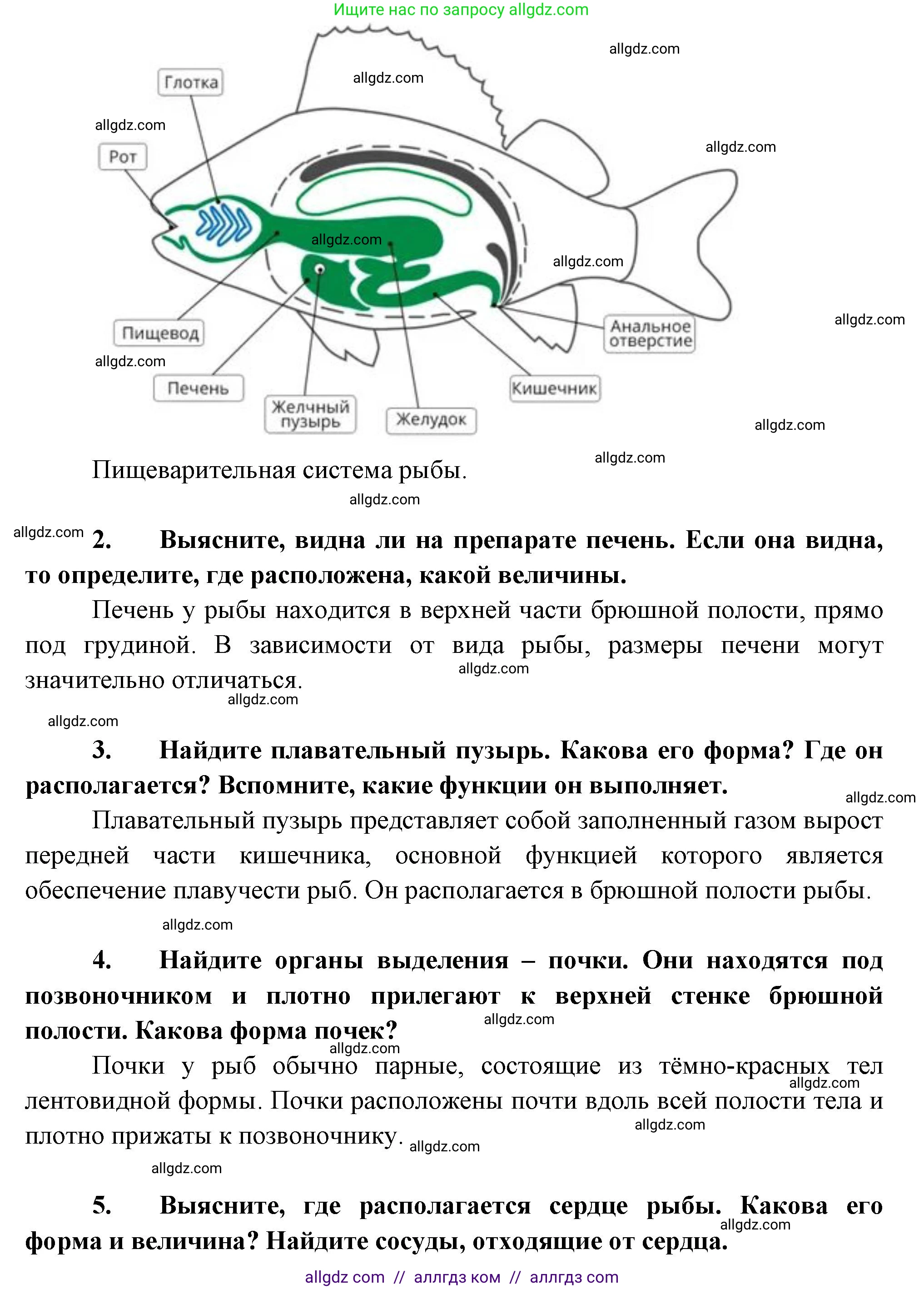Биология, 8 класс рабочая тетрадь, авторы: Суматохин Сергей Витальевич, Пасечник Владимир Васильевич, Гапонюк Зоя Георгиевна, издательство Просвещение, Москва, 2023, оранжевого цвета, страница 97, номер 6, Решение (продолжение 2)