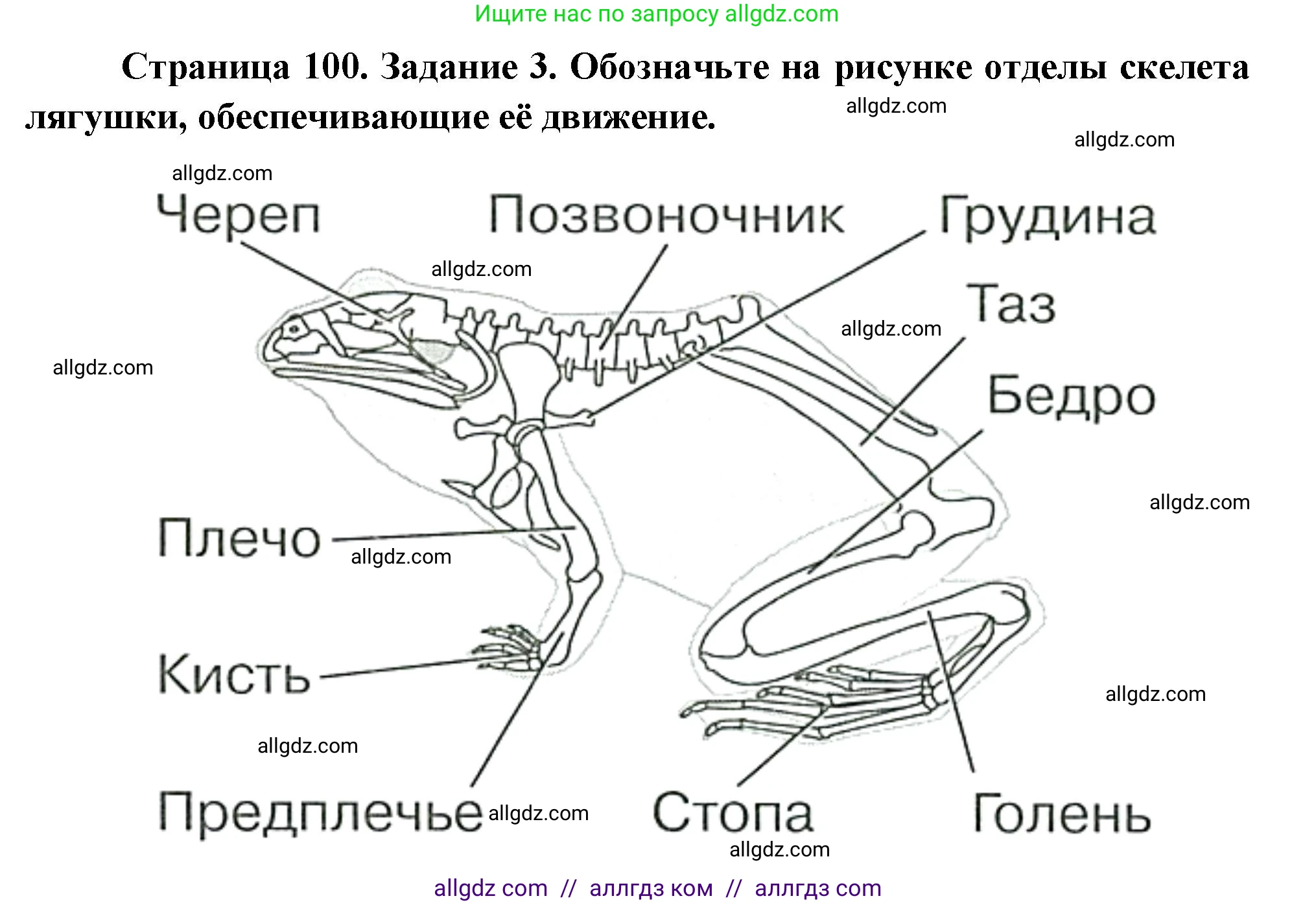 Биология, 8 класс рабочая тетрадь, авторы: Суматохин Сергей Витальевич, Пасечник Владимир Васильевич, Гапонюк Зоя Георгиевна, издательство Просвещение, Москва, 2023, оранжевого цвета, страница 100, номер 3, Решение