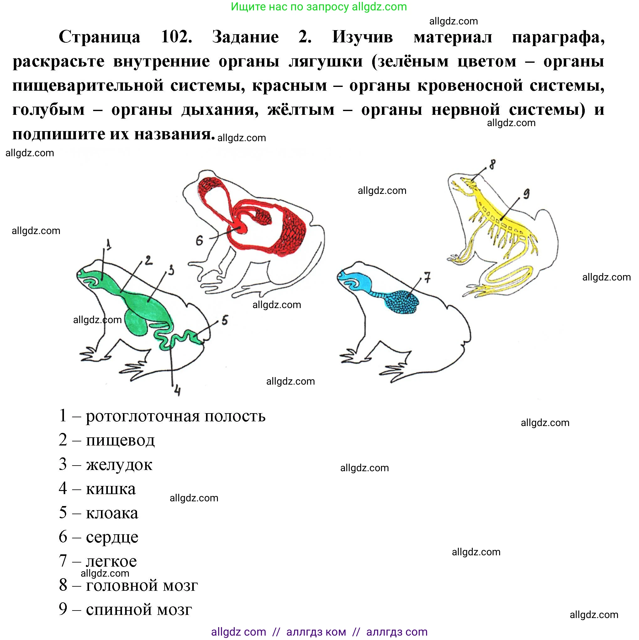 Биология, 8 класс рабочая тетрадь, авторы: Суматохин Сергей Витальевич, Пасечник Владимир Васильевич, Гапонюк Зоя Георгиевна, издательство Просвещение, Москва, 2023, оранжевого цвета, страница 102, номер 2, Решение