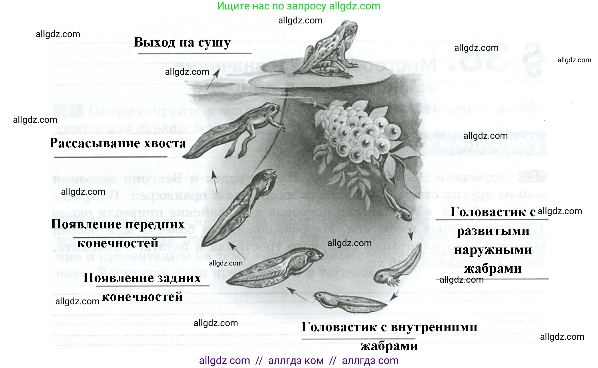 Биология, 8 класс рабочая тетрадь, авторы: Суматохин Сергей Витальевич, Пасечник Владимир Васильевич, Гапонюк Зоя Георгиевна, издательство Просвещение, Москва, 2023, оранжевого цвета, страница 103, номер 5, Решение (продолжение 2)