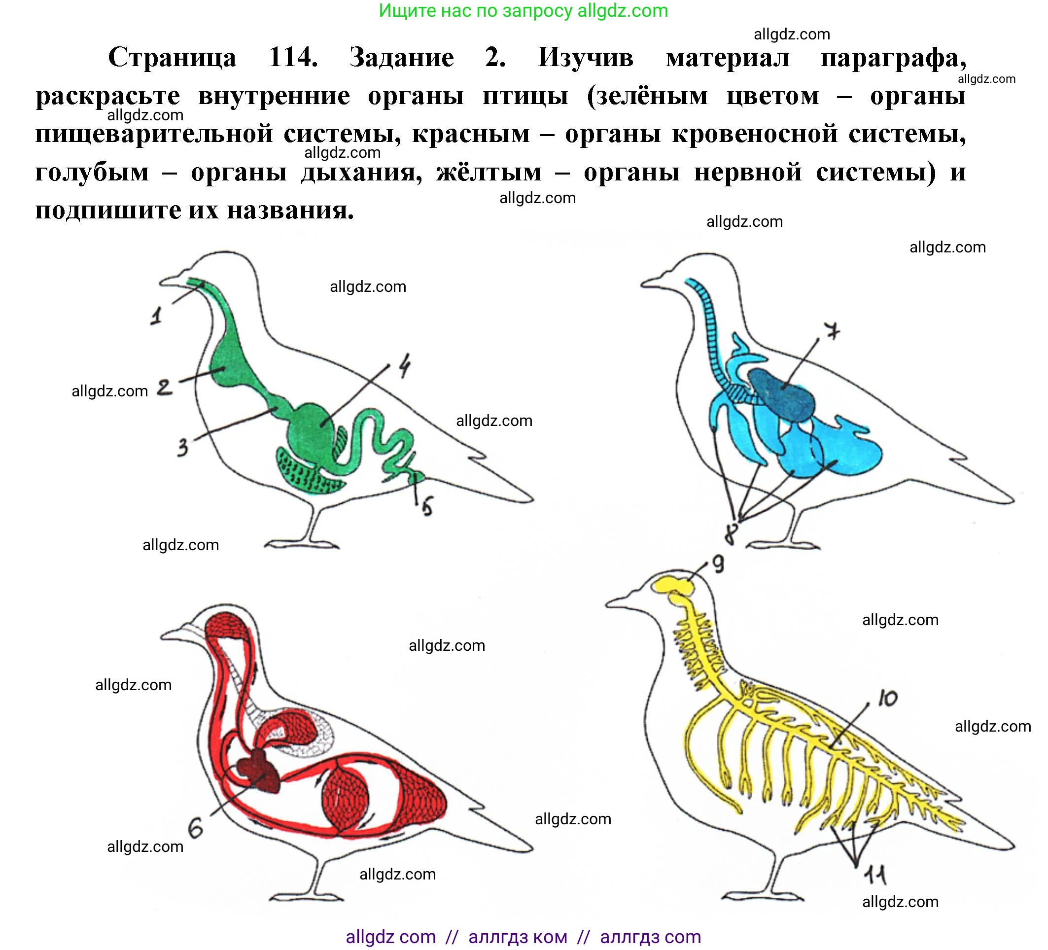 Биология, 8 класс рабочая тетрадь, авторы: Суматохин Сергей Витальевич, Пасечник Владимир Васильевич, Гапонюк Зоя Георгиевна, издательство Просвещение, Москва, 2023, оранжевого цвета, страница 114, номер 2, Решение