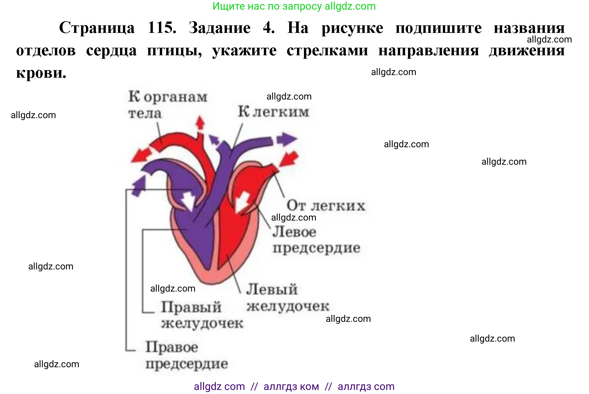 Биология, 8 класс рабочая тетрадь, авторы: Суматохин Сергей Витальевич, Пасечник Владимир Васильевич, Гапонюк Зоя Георгиевна, издательство Просвещение, Москва, 2023, оранжевого цвета, страница 115, номер 4, Решение