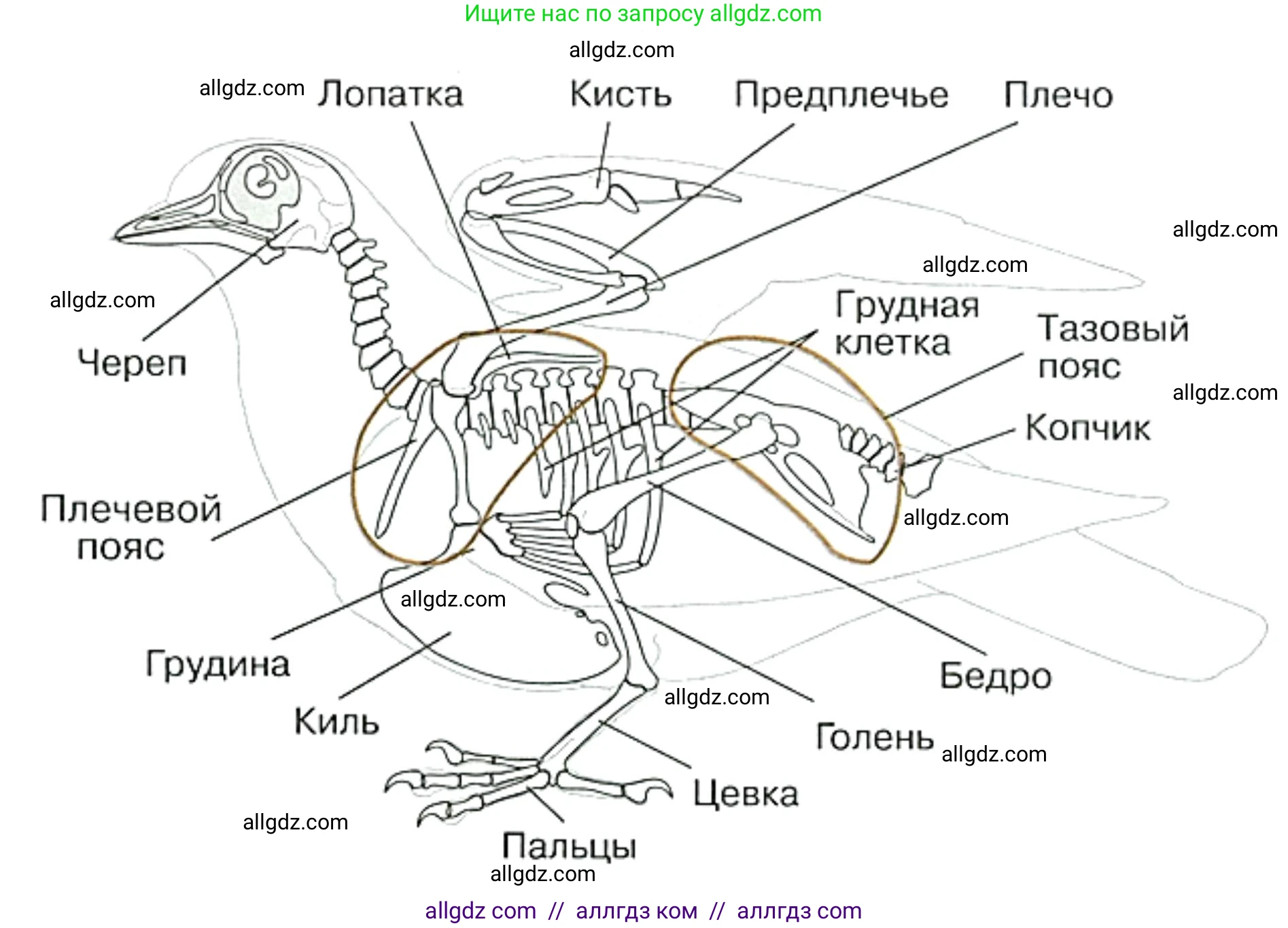 Биология, 8 класс рабочая тетрадь, авторы: Суматохин Сергей Витальевич, Пасечник Владимир Васильевич, Гапонюк Зоя Георгиевна, издательство Просвещение, Москва, 2023, оранжевого цвета, страница 116, номер 5, Решение (продолжение 2)
