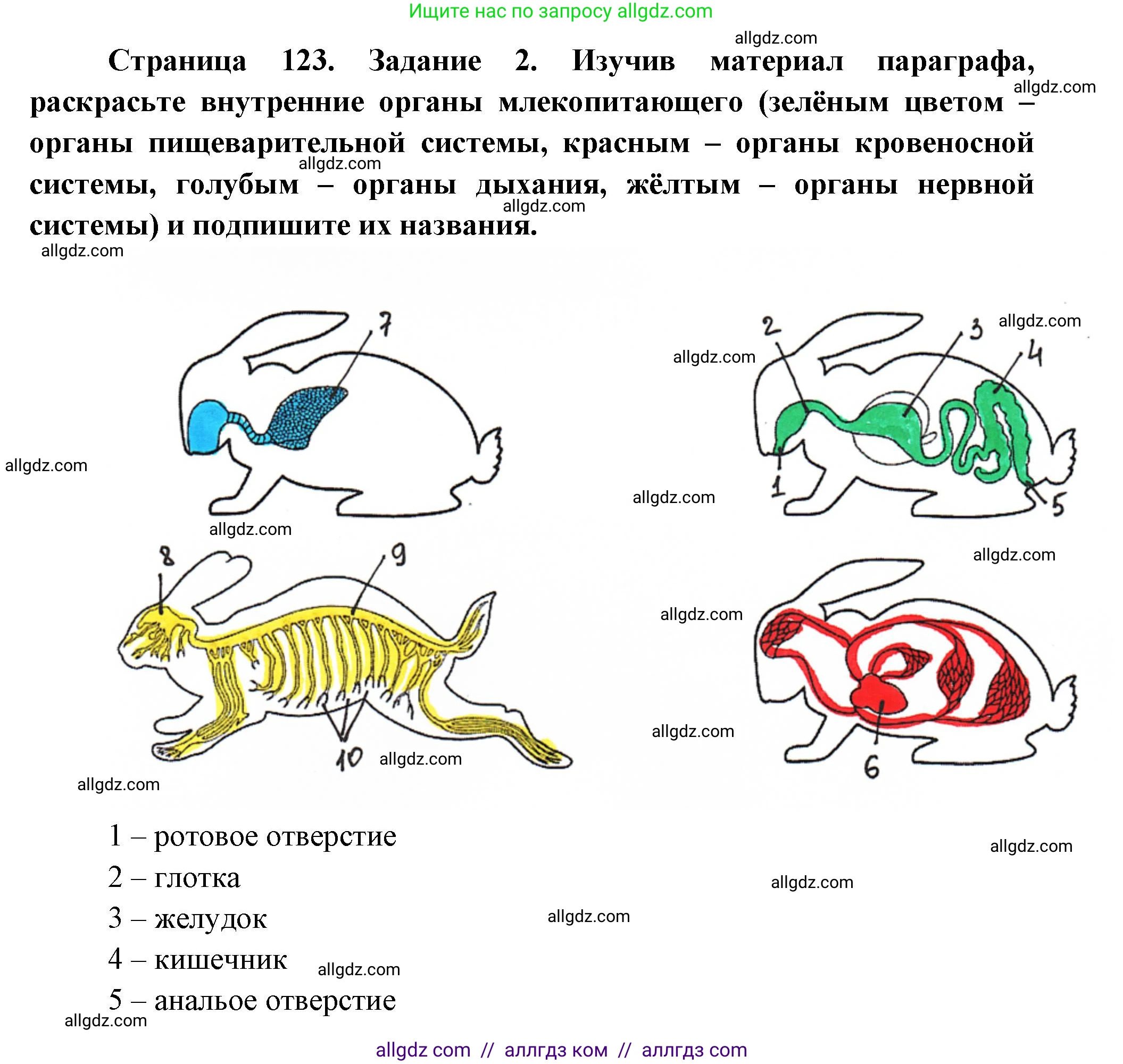 Биология, 8 класс рабочая тетрадь, авторы: Суматохин Сергей Витальевич, Пасечник Владимир Васильевич, Гапонюк Зоя Георгиевна, издательство Просвещение, Москва, 2023, оранжевого цвета, страница 123, номер 2, Решение
