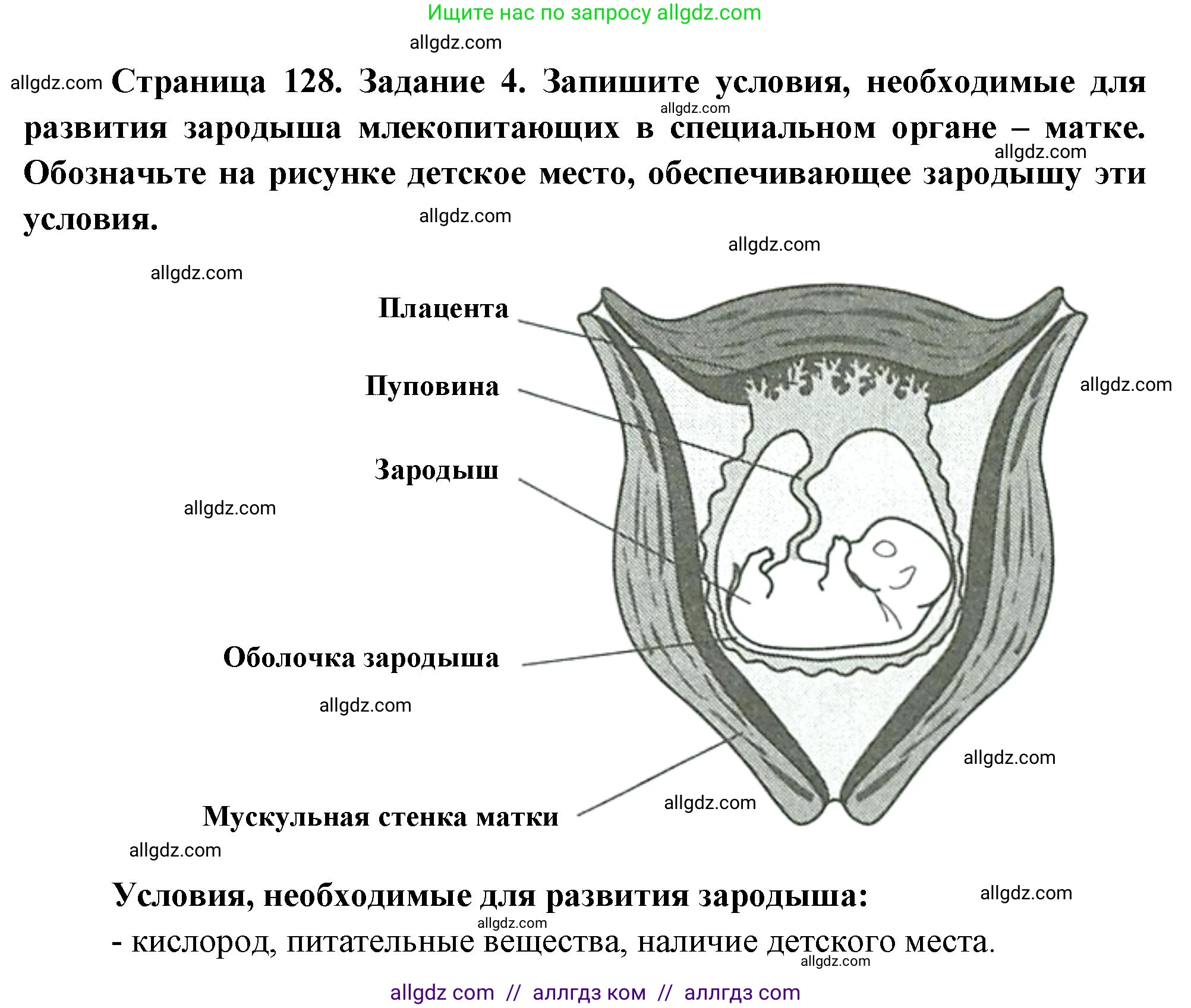 Биология, 8 класс рабочая тетрадь, авторы: Суматохин Сергей Витальевич, Пасечник Владимир Васильевич, Гапонюк Зоя Георгиевна, издательство Просвещение, Москва, 2023, оранжевого цвета, страница 128, номер 4, Решение