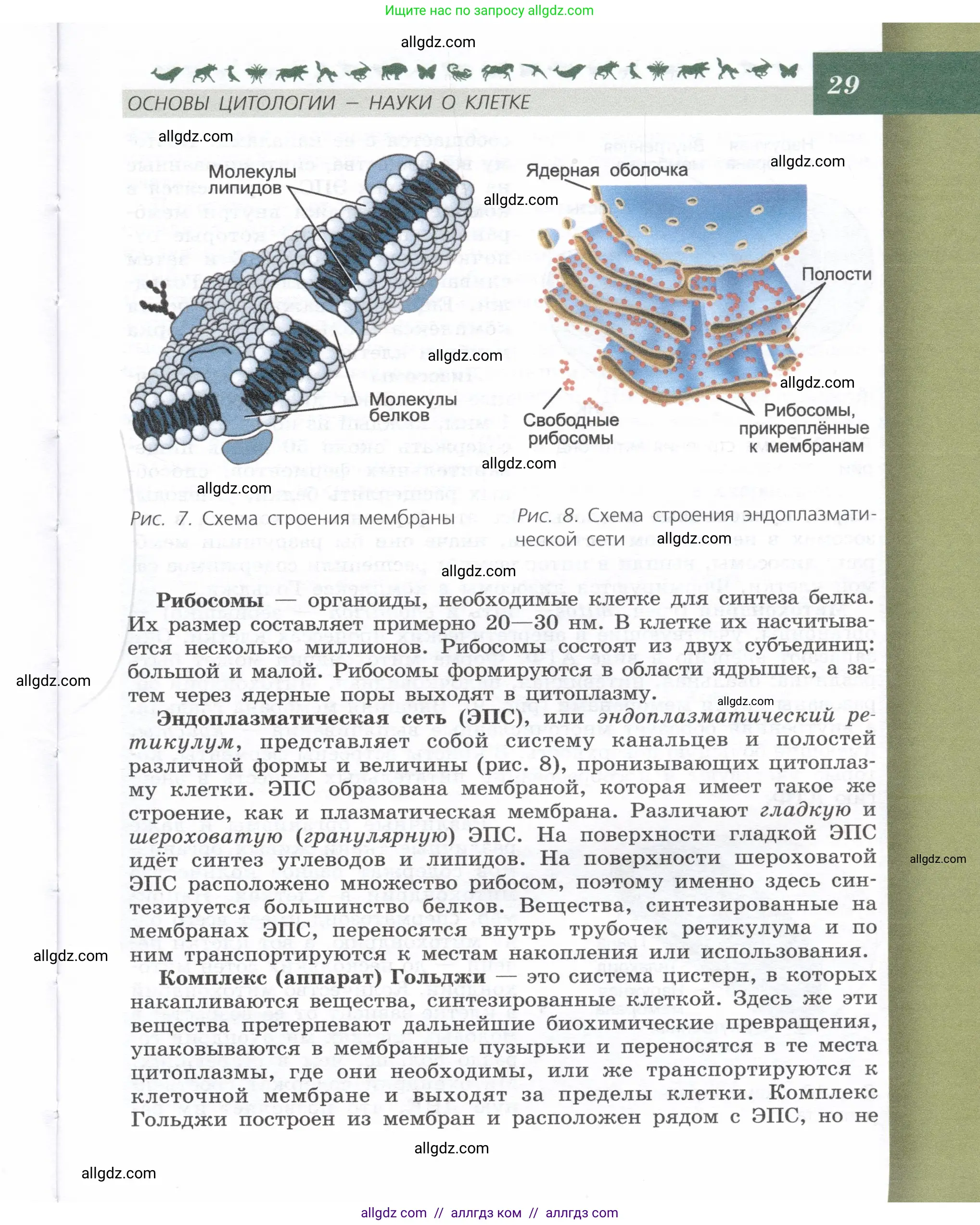 Биология, 9 класс Учебник, автор: Пасечник Владимир Васильевич, издательство Просвещение, Москва, 2019, страница 29