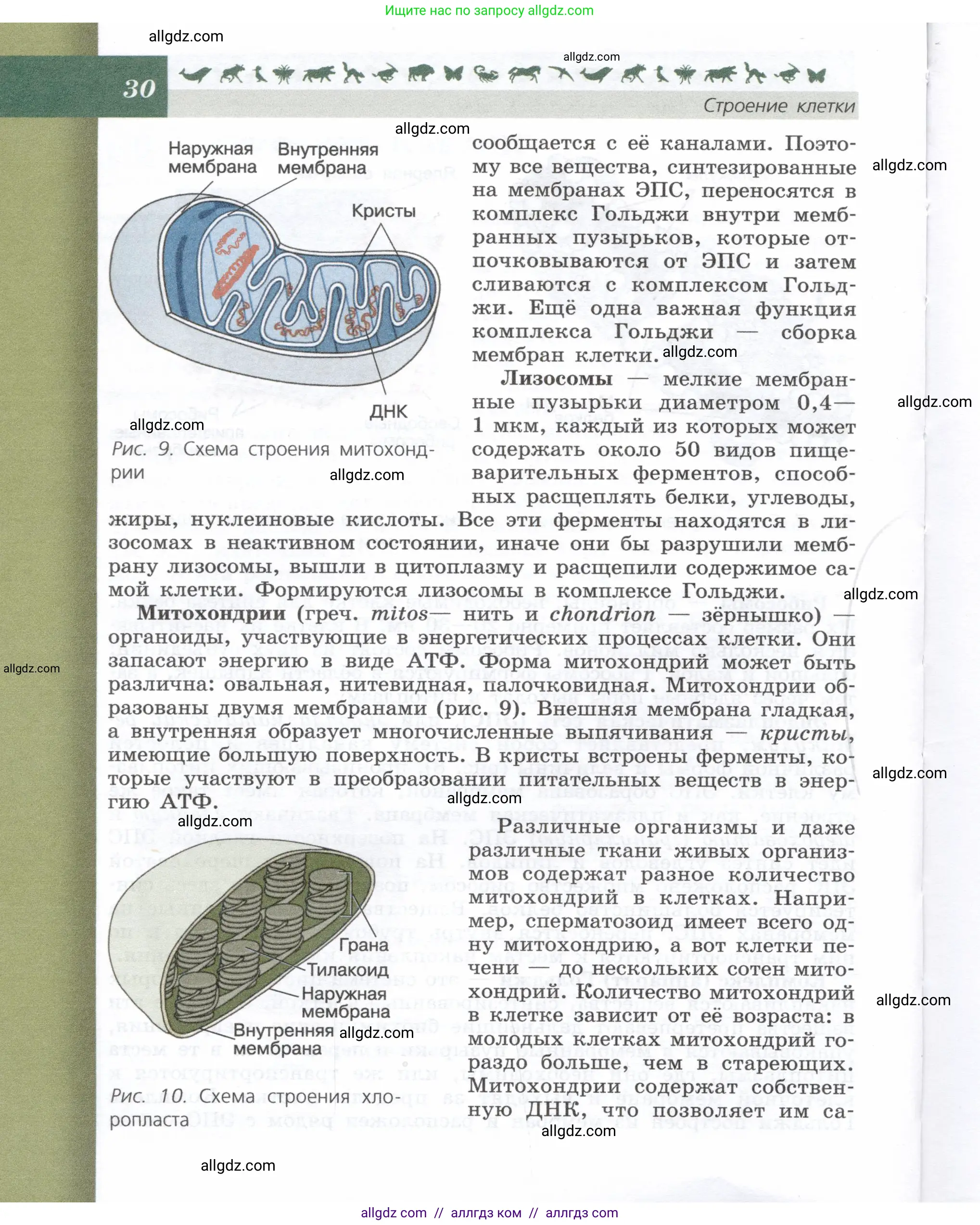 Биология, 9 класс Учебник, автор: Пасечник Владимир Васильевич, издательство Просвещение, Москва, 2019, страница 30