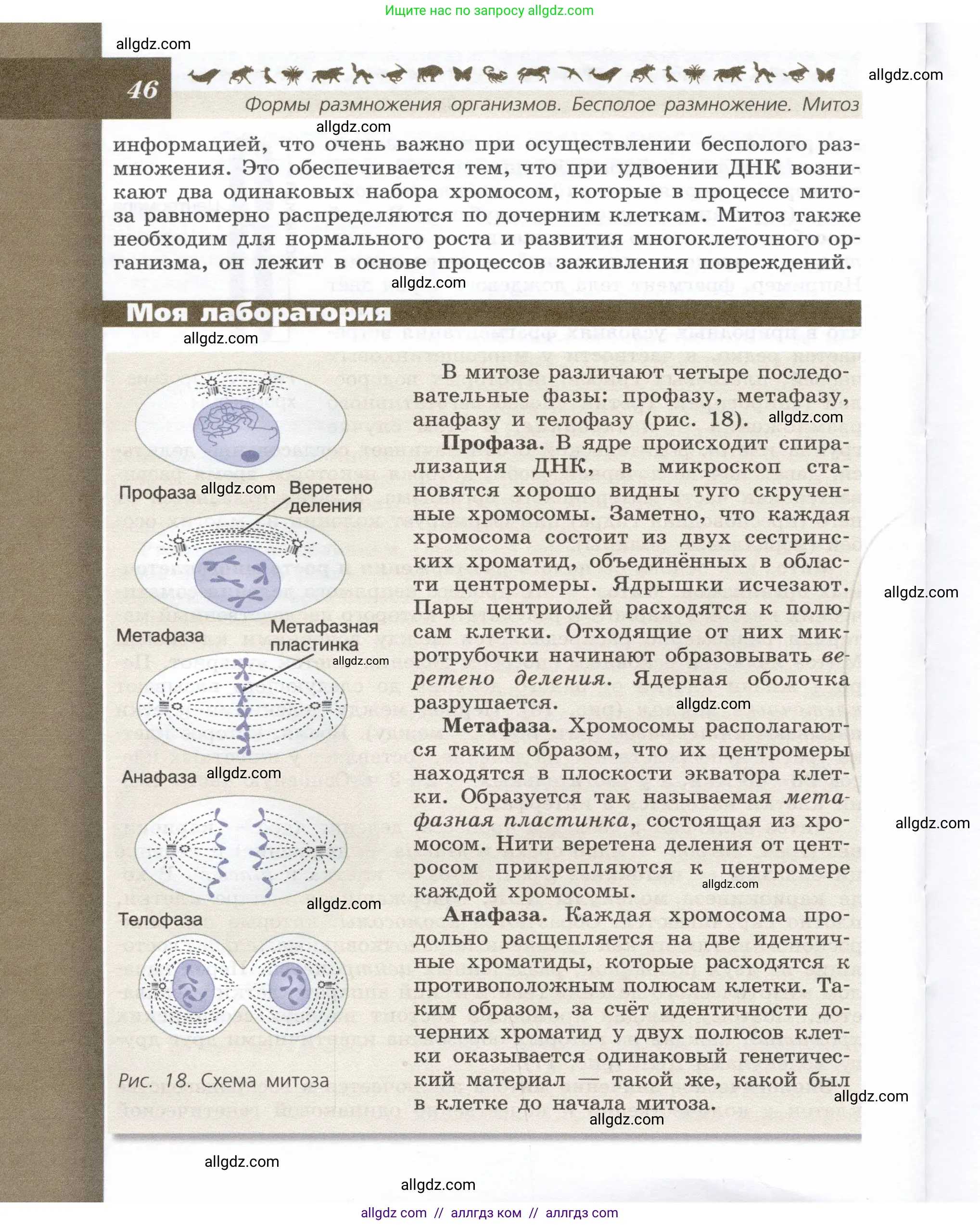 Биология, 9 класс Учебник, автор: Пасечник Владимир Васильевич, издательство Просвещение, Москва, 2019, страница 46