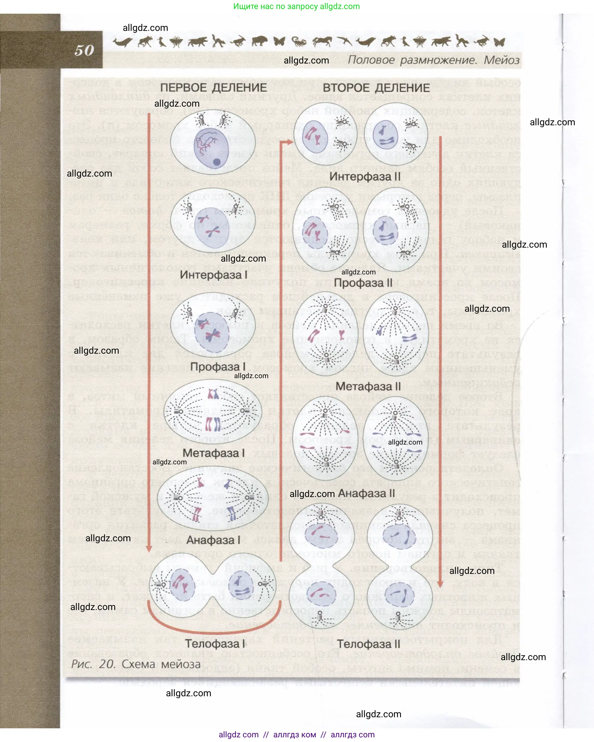 Биология, 9 класс Учебник, автор: Пасечник Владимир Васильевич, издательство Просвещение, Москва, 2019, страница 50