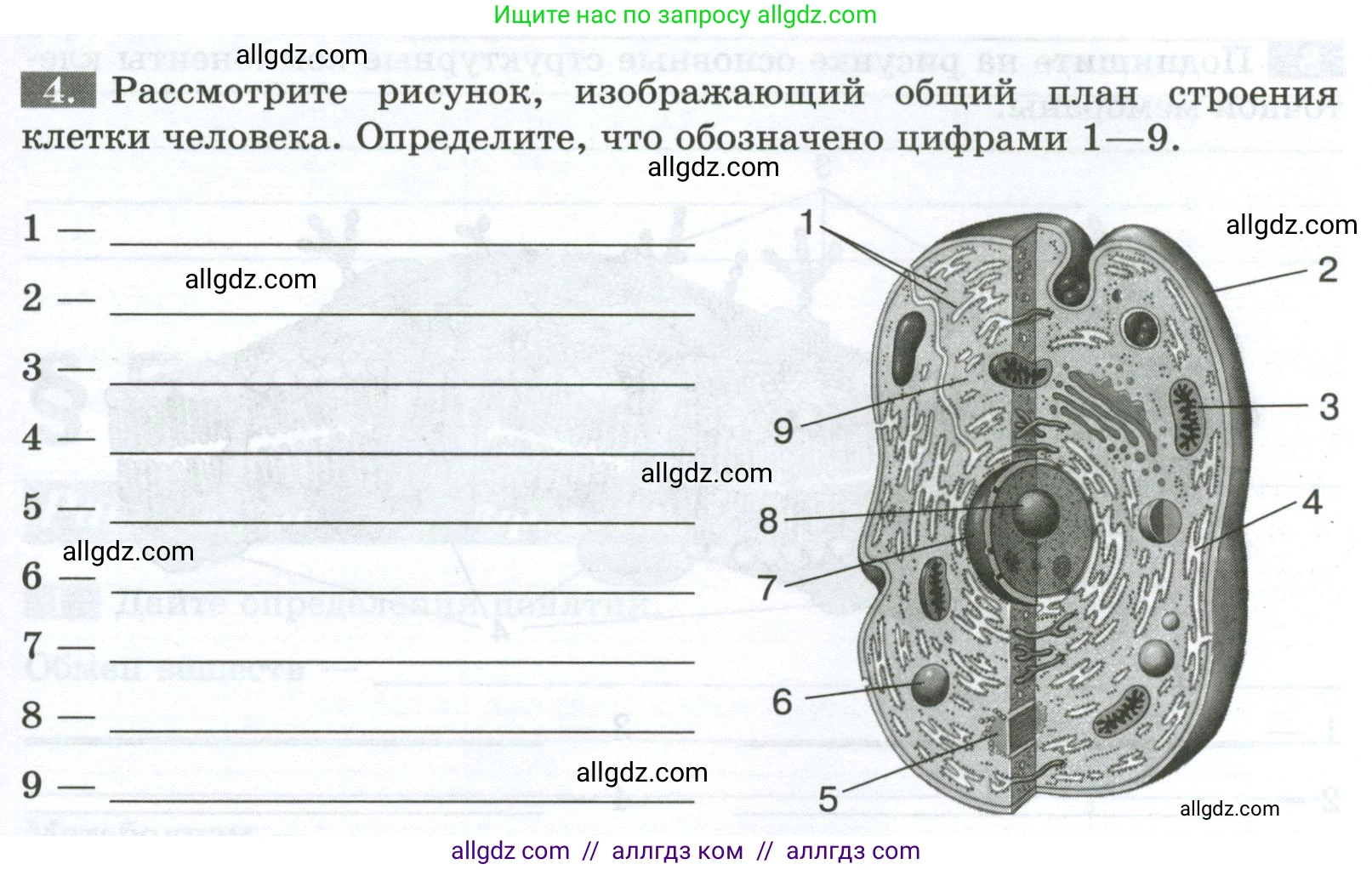Биология, 9 класс рабочая тетрадь, авторы: Пасечник Владимир Васильевич, Швецов Глеб Геннадьевич, издательство Просвещение, Москва, 2023, розового цвета, страница 13, номер 4, Условие