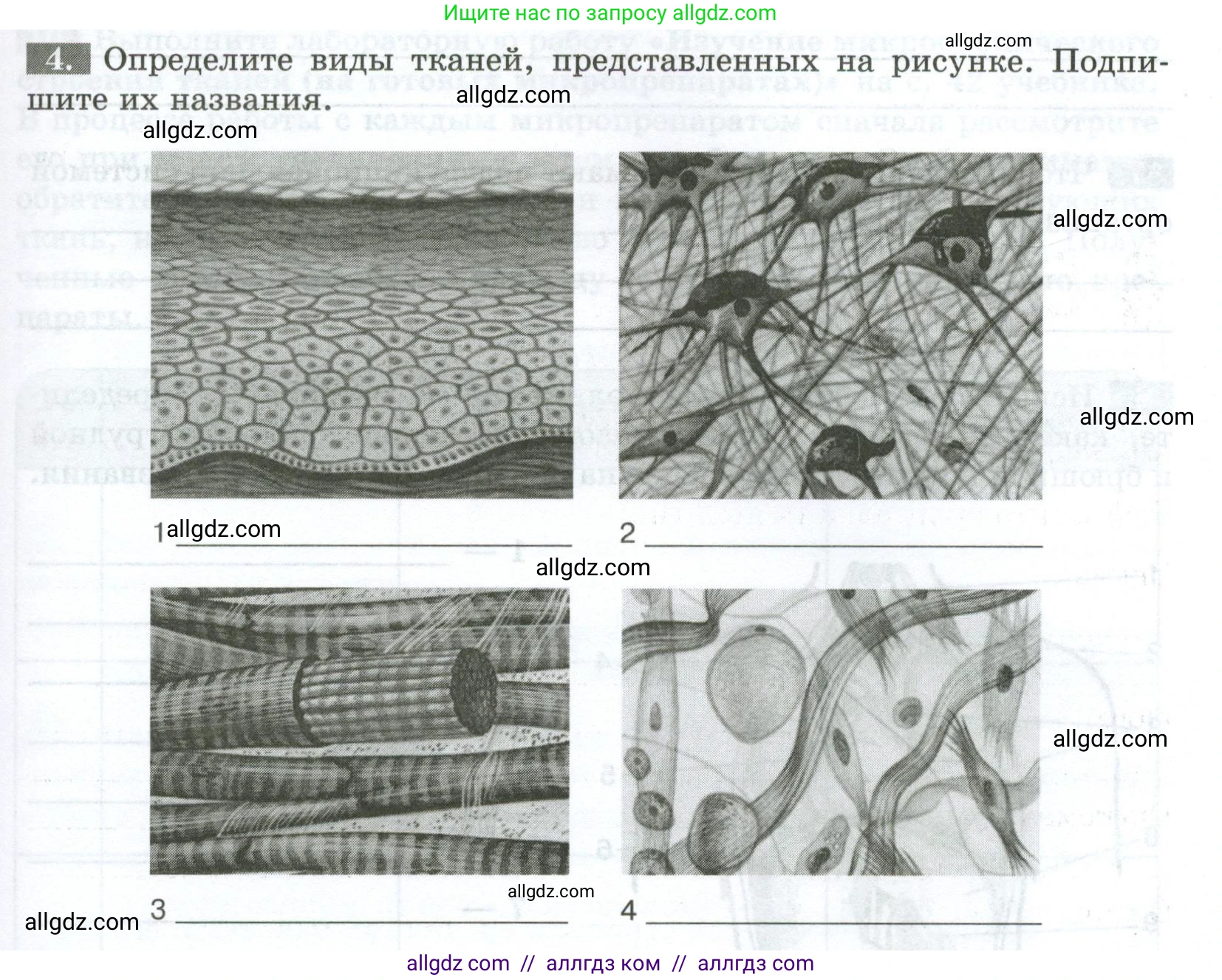 Биология, 9 класс рабочая тетрадь, авторы: Пасечник Владимир Васильевич, Швецов Глеб Геннадьевич, издательство Просвещение, Москва, 2023, розового цвета, страница 19, номер 4, Условие