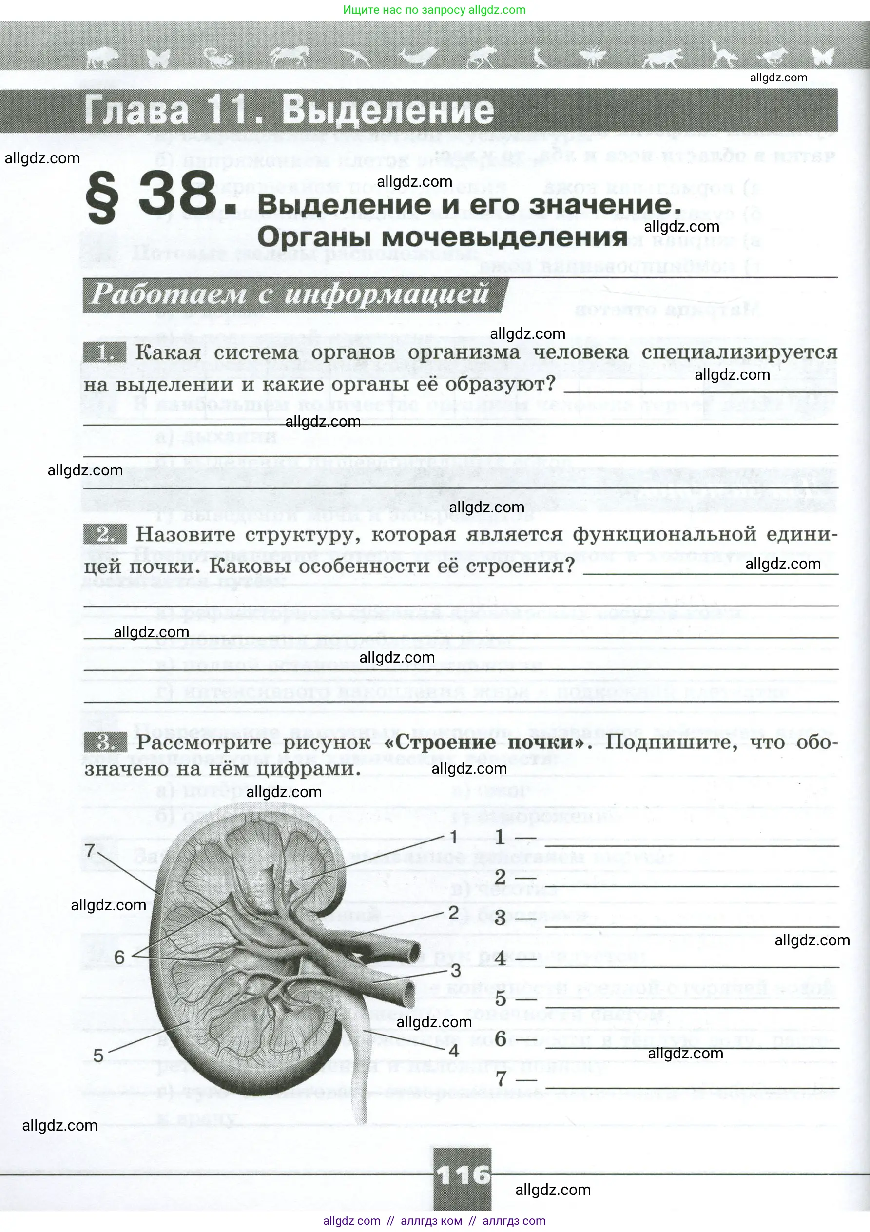 Биология, 9 класс рабочая тетрадь, авторы: Пасечник Владимир Васильевич, Швецов Глеб Геннадьевич, издательство Просвещение, Москва, 2023, розового цвета, страница 116