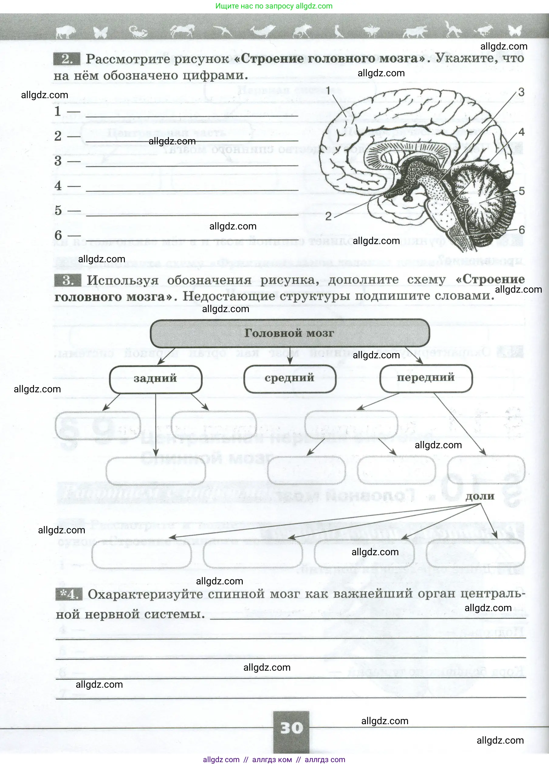 Биология, 9 класс рабочая тетрадь, авторы: Пасечник Владимир Васильевич, Швецов Глеб Геннадьевич, издательство Просвещение, Москва, 2023, розового цвета, страница 30