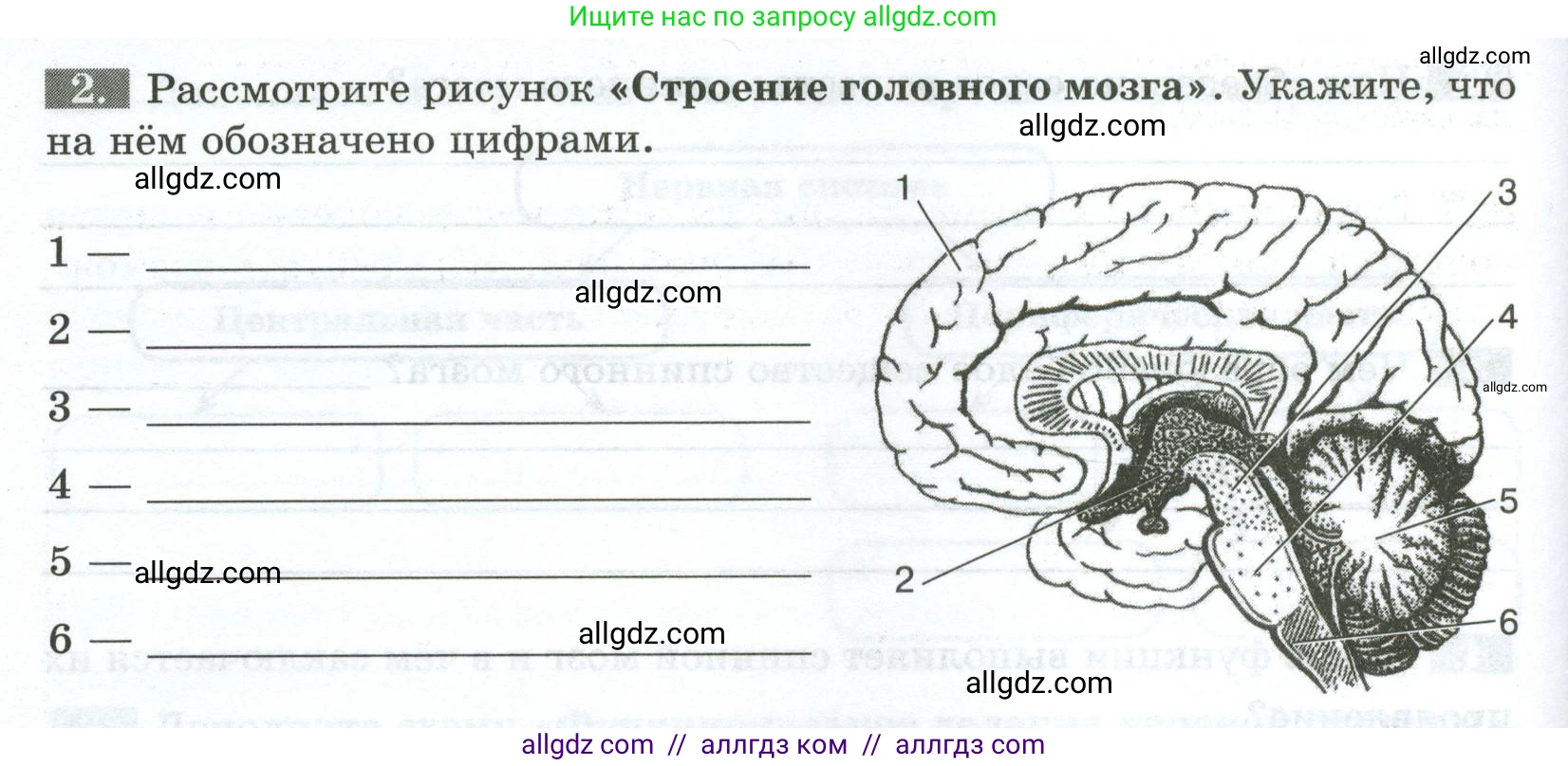 Биология, 9 класс рабочая тетрадь, авторы: Пасечник Владимир Васильевич, Швецов Глеб Геннадьевич, издательство Просвещение, Москва, 2023, розового цвета, страница 30, номер 2, Условие