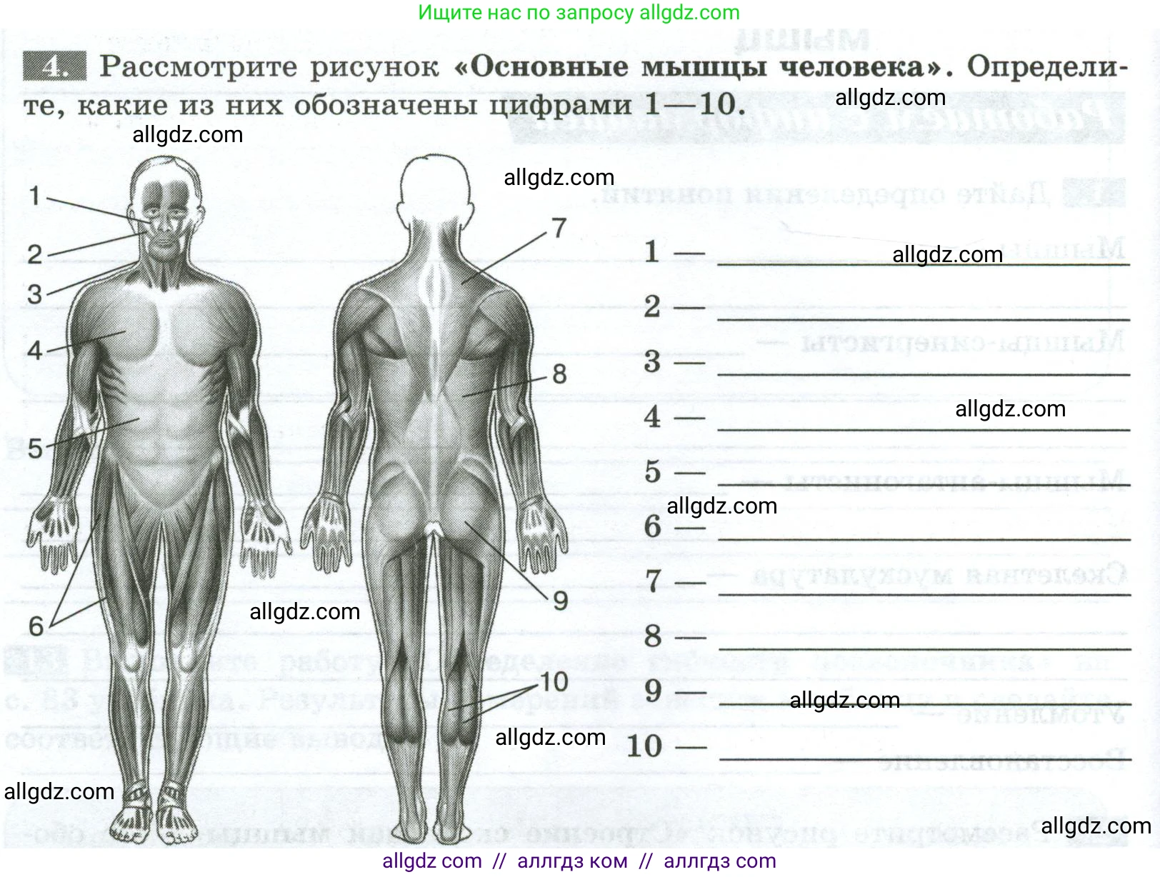 Биология, 9 класс рабочая тетрадь, авторы: Пасечник Владимир Васильевич, Швецов Глеб Геннадьевич, издательство Просвещение, Москва, 2023, розового цвета, страница 50, номер 4, Условие