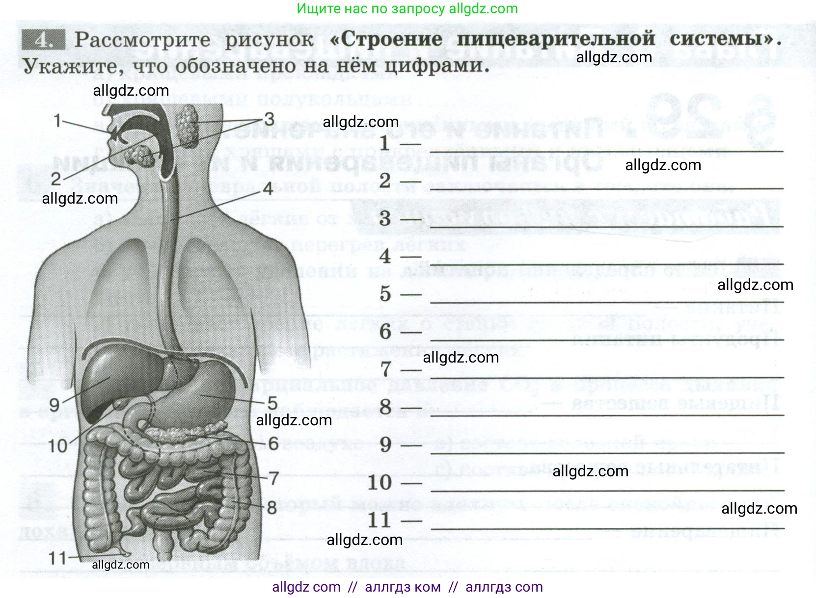 Биология, 9 класс рабочая тетрадь, авторы: Пасечник Владимир Васильевич, Швецов Глеб Геннадьевич, издательство Просвещение, Москва, 2023, розового цвета, страница 84, номер 4, Условие