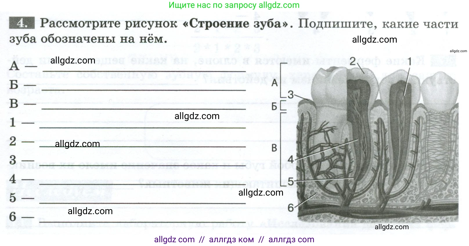 Биология, 9 класс рабочая тетрадь, авторы: Пасечник Владимир Васильевич, Швецов Глеб Геннадьевич, издательство Просвещение, Москва, 2023, розового цвета, страница 85, номер 4, Условие