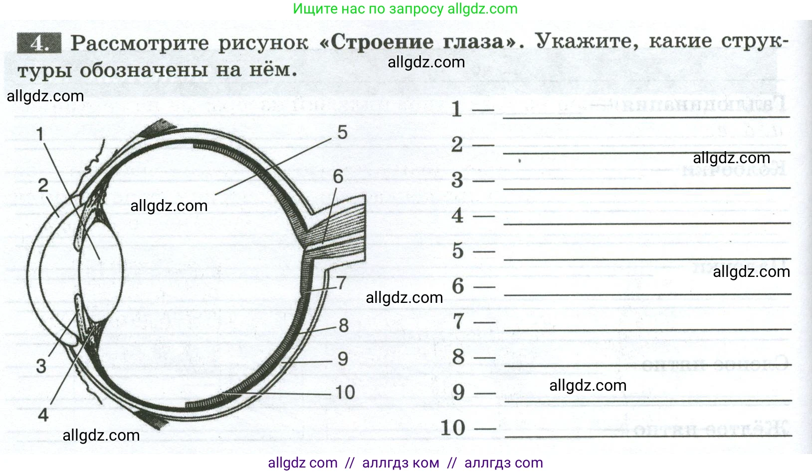 Биология, 9 класс рабочая тетрадь, авторы: Пасечник Владимир Васильевич, Швецов Глеб Геннадьевич, издательство Просвещение, Москва, 2023, розового цвета, страница 130, номер 4, Условие