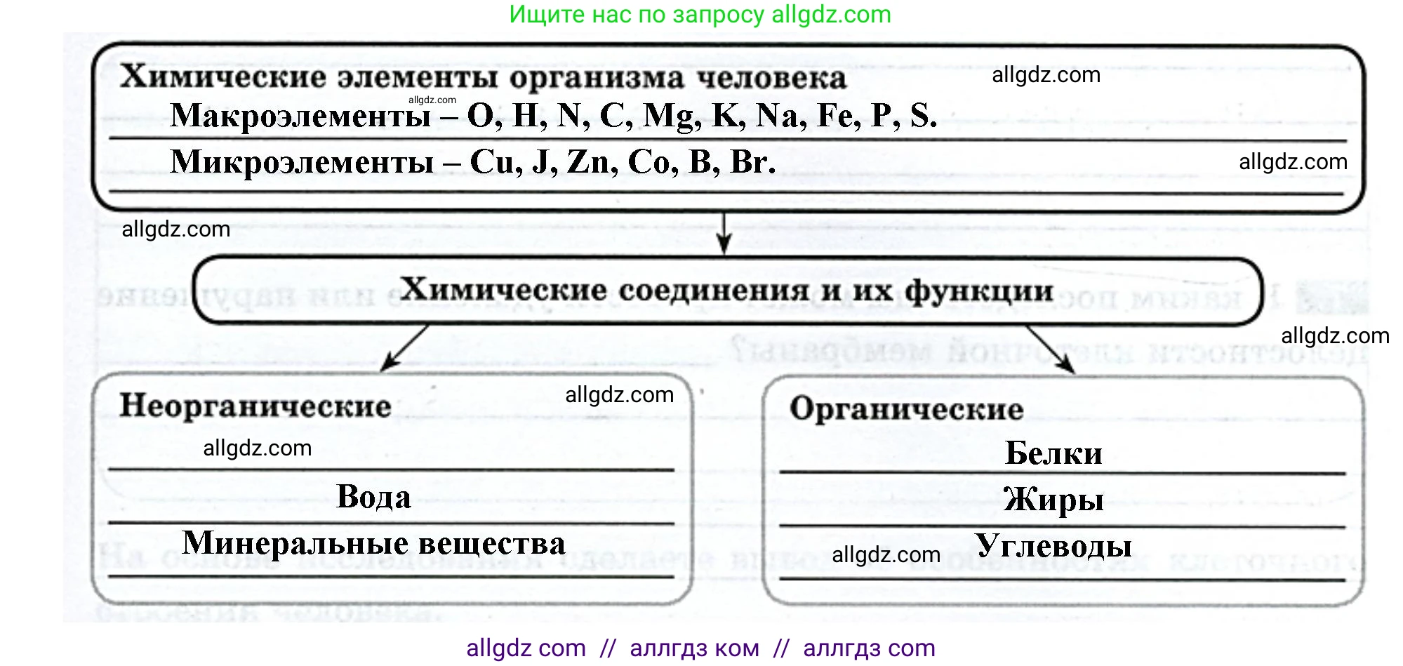 Биология, 9 класс рабочая тетрадь, авторы: Пасечник Владимир Васильевич, Швецов Глеб Геннадьевич, издательство Просвещение, Москва, 2023, розового цвета, страница 13, номер 3, Решение (продолжение 2)
