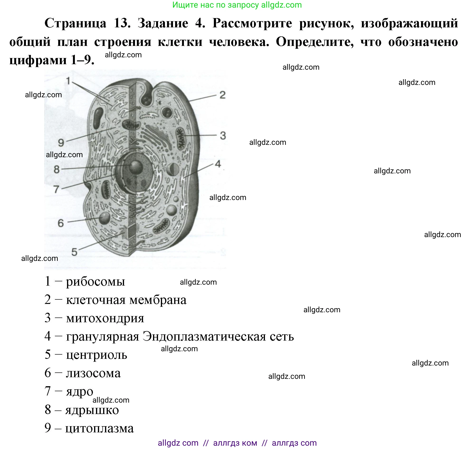 Биология, 9 класс рабочая тетрадь, авторы: Пасечник Владимир Васильевич, Швецов Глеб Геннадьевич, издательство Просвещение, Москва, 2023, розового цвета, страница 13, номер 4, Решение