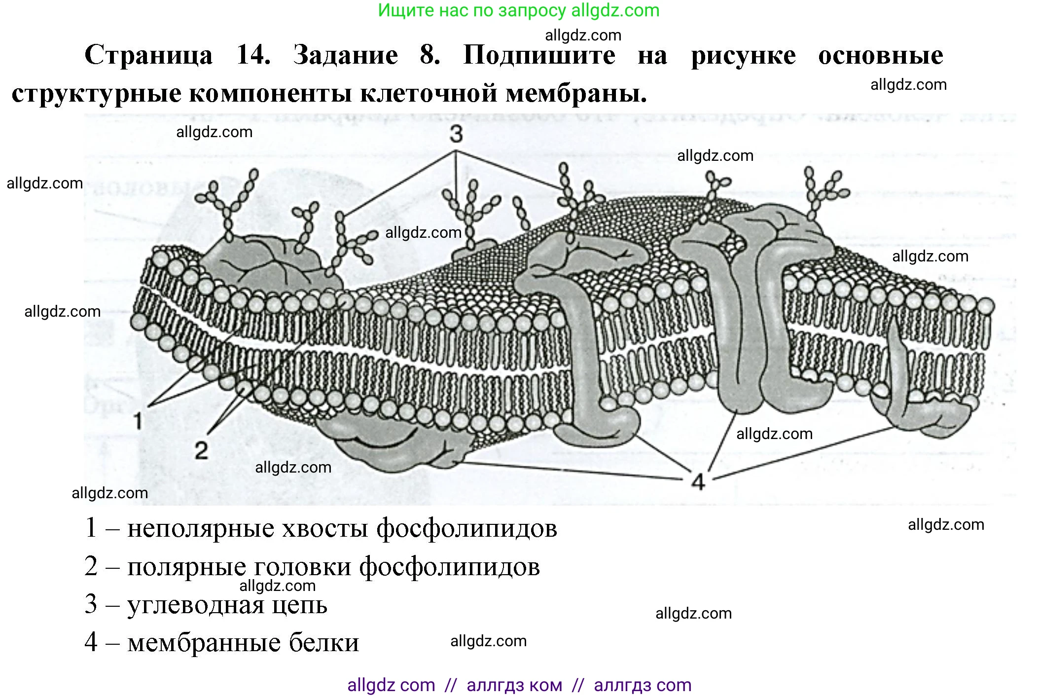 Биология, 9 класс рабочая тетрадь, авторы: Пасечник Владимир Васильевич, Швецов Глеб Геннадьевич, издательство Просвещение, Москва, 2023, розового цвета, страница 14, номер 8, Решение