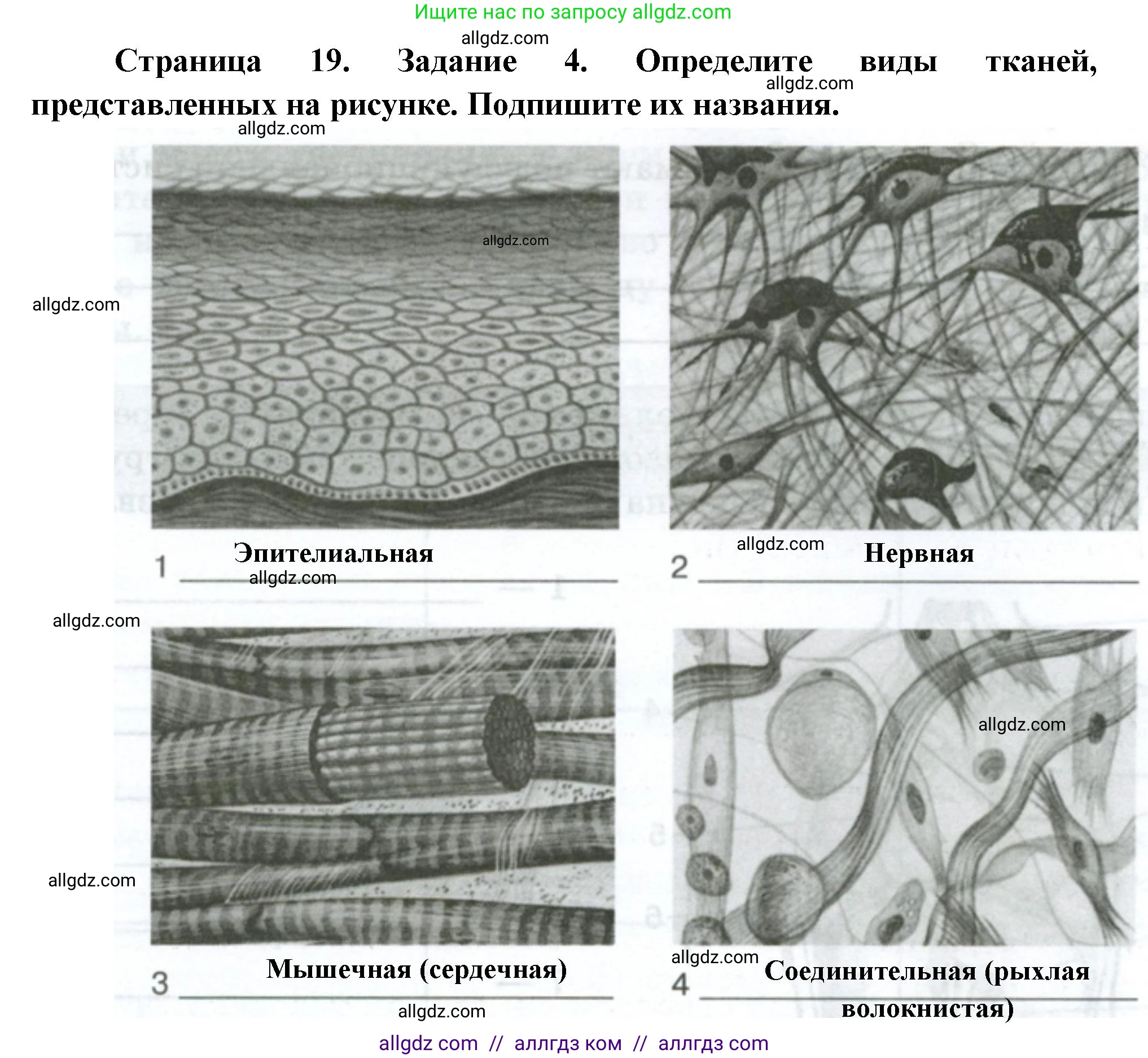 Биология, 9 класс рабочая тетрадь, авторы: Пасечник Владимир Васильевич, Швецов Глеб Геннадьевич, издательство Просвещение, Москва, 2023, розового цвета, страница 19, номер 4, Решение