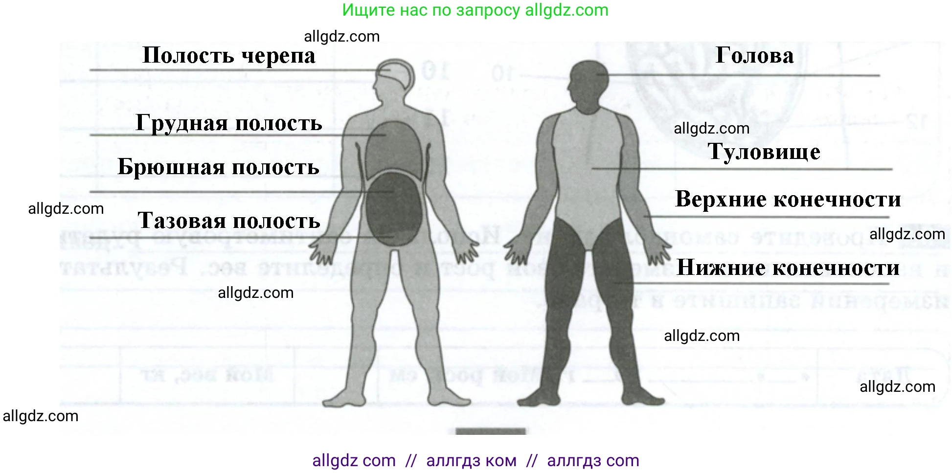 Биология, 9 класс рабочая тетрадь, авторы: Пасечник Владимир Васильевич, Швецов Глеб Геннадьевич, издательство Просвещение, Москва, 2023, розового цвета, страница 19, номер 5, Решение (продолжение 2)
