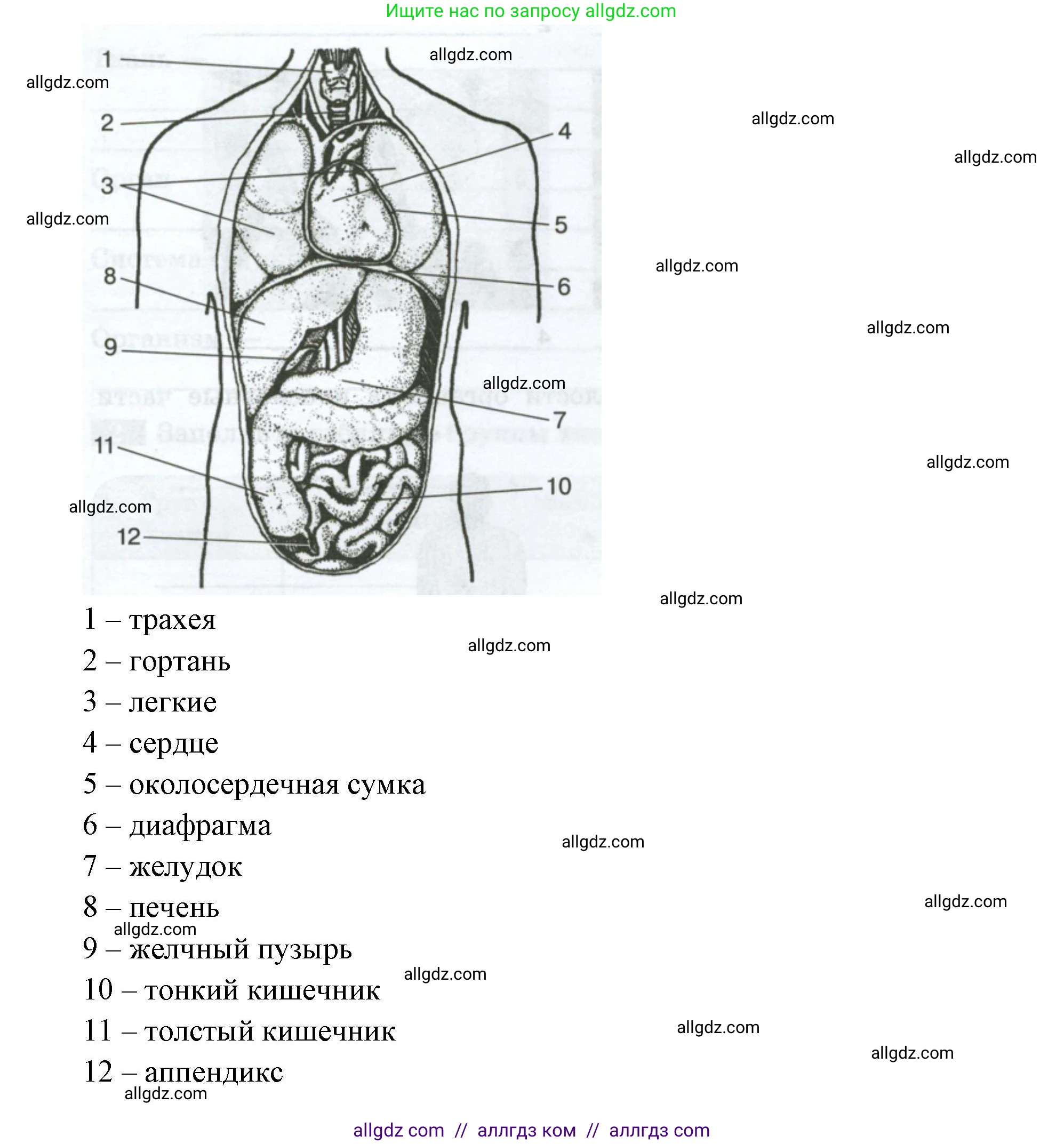 Биология, 9 класс рабочая тетрадь, авторы: Пасечник Владимир Васильевич, Швецов Глеб Геннадьевич, издательство Просвещение, Москва, 2023, розового цвета, страница 20, номер 8, Решение (продолжение 2)