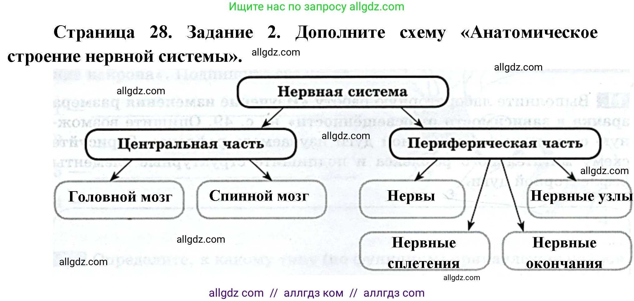 Биология, 9 класс рабочая тетрадь, авторы: Пасечник Владимир Васильевич, Швецов Глеб Геннадьевич, издательство Просвещение, Москва, 2023, розового цвета, страница 28, номер 2, Решение