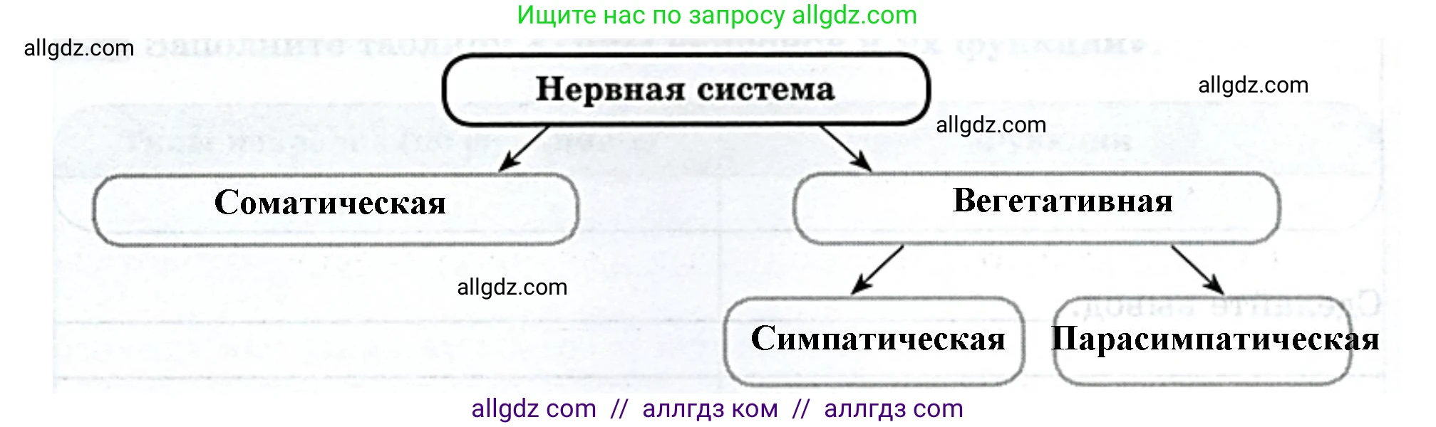 Биология, 9 класс рабочая тетрадь, авторы: Пасечник Владимир Васильевич, Швецов Глеб Геннадьевич, издательство Просвещение, Москва, 2023, розового цвета, страница 28, номер 3, Решение (продолжение 2)