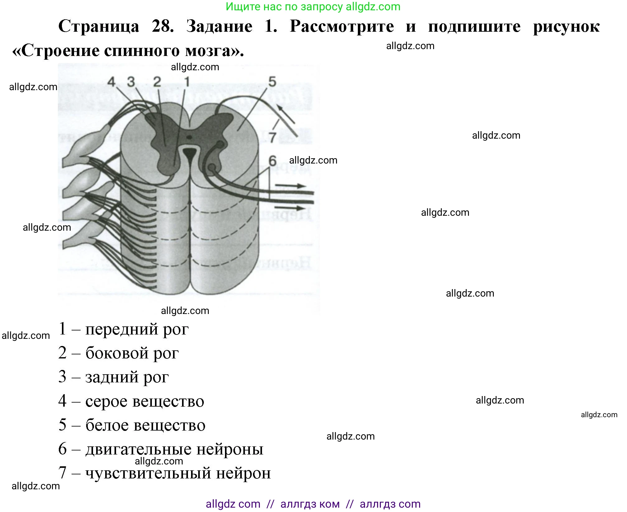 Биология, 9 класс рабочая тетрадь, авторы: Пасечник Владимир Васильевич, Швецов Глеб Геннадьевич, издательство Просвещение, Москва, 2023, розового цвета, страница 28, номер 1, Решение