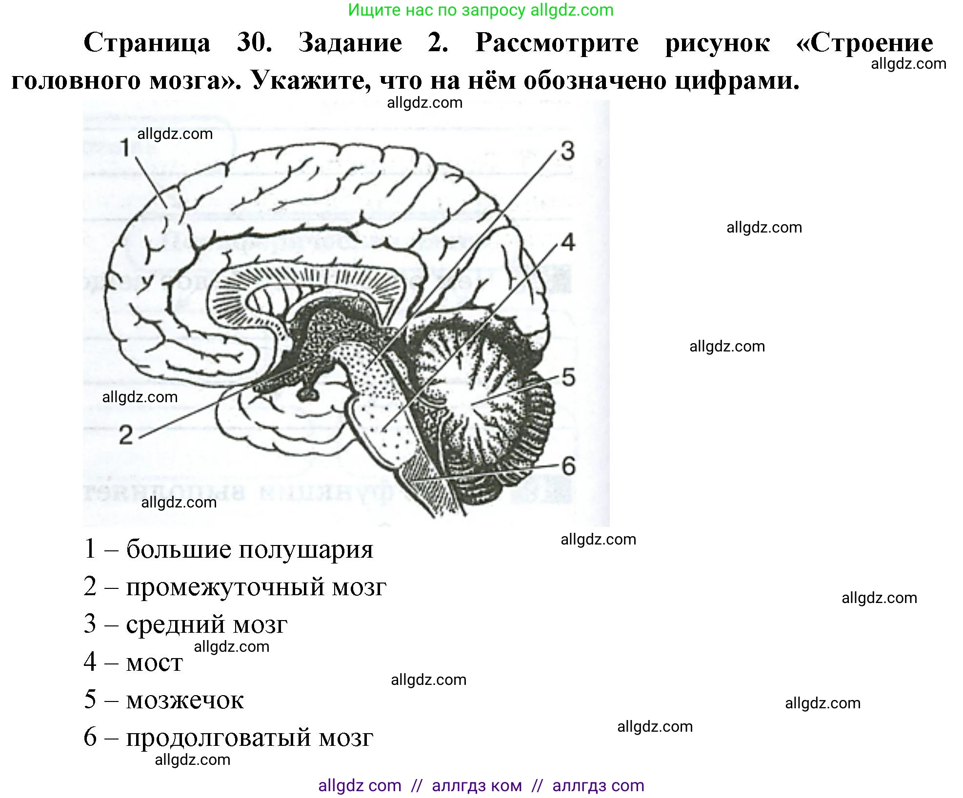 Биология, 9 класс рабочая тетрадь, авторы: Пасечник Владимир Васильевич, Швецов Глеб Геннадьевич, издательство Просвещение, Москва, 2023, розового цвета, страница 30, номер 2, Решение
