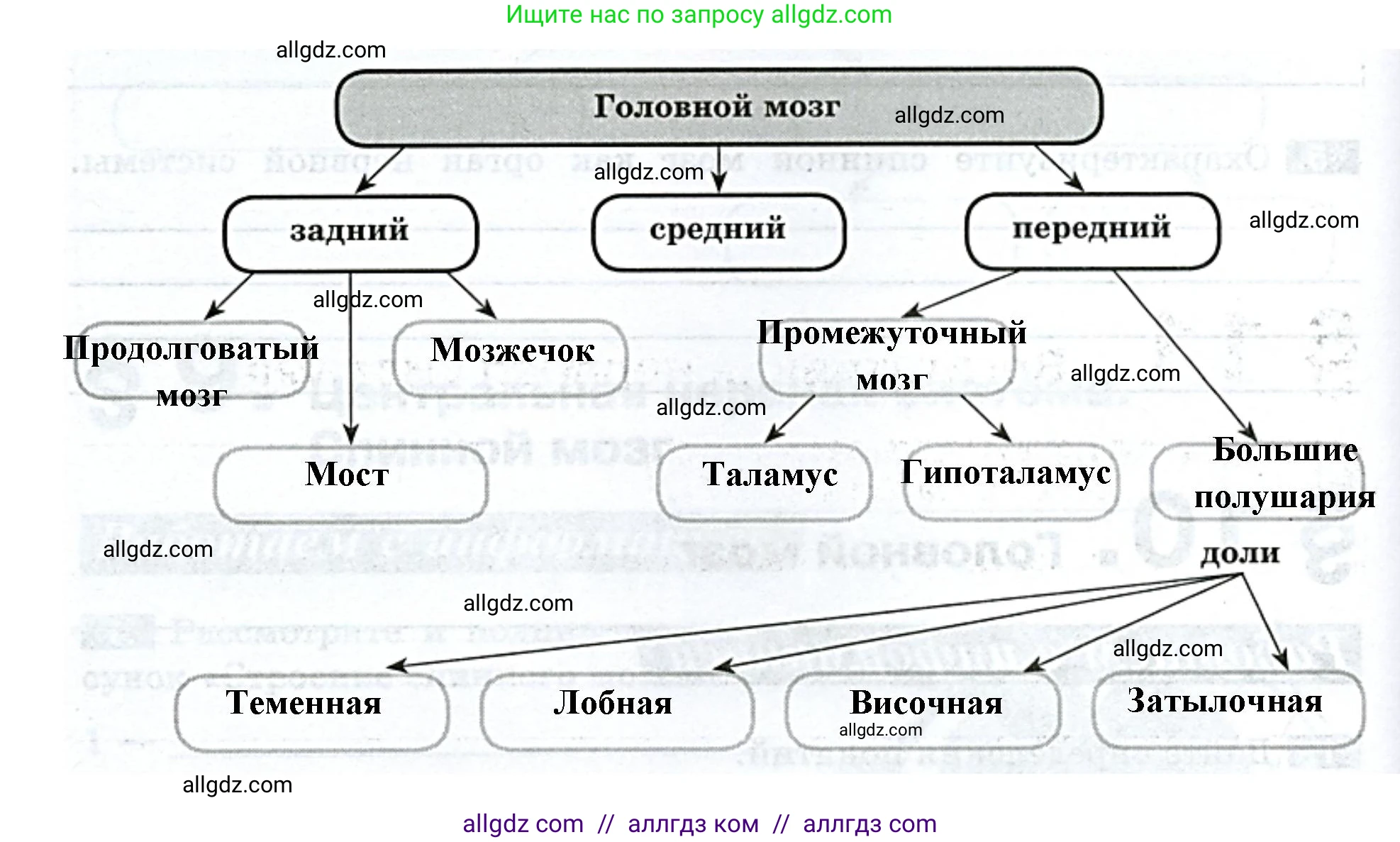 Биология, 9 класс рабочая тетрадь, авторы: Пасечник Владимир Васильевич, Швецов Глеб Геннадьевич, издательство Просвещение, Москва, 2023, розового цвета, страница 30, номер 3, Решение (продолжение 2)