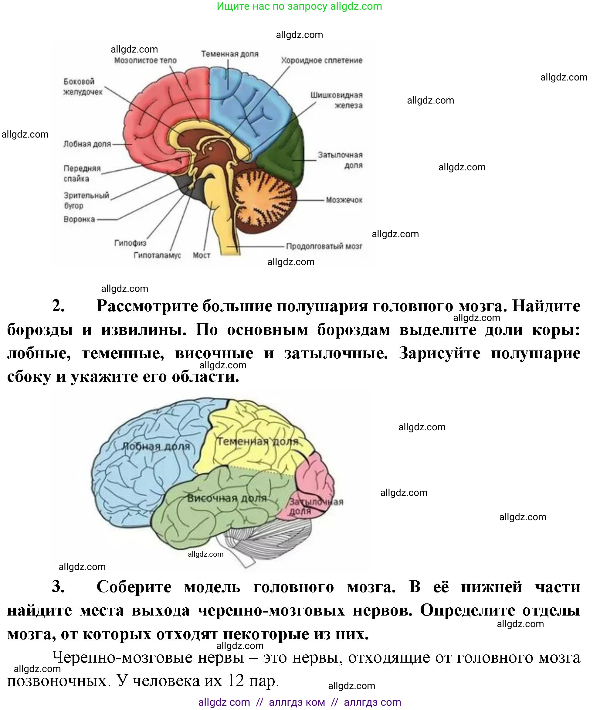 Биология, 9 класс рабочая тетрадь, авторы: Пасечник Владимир Васильевич, Швецов Глеб Геннадьевич, издательство Просвещение, Москва, 2023, розового цвета, страница 31, номер 5, Решение (продолжение 2)