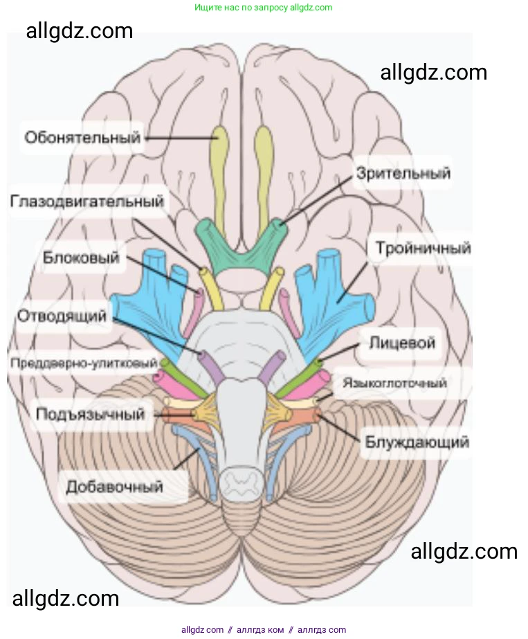 Биология, 9 класс рабочая тетрадь, авторы: Пасечник Владимир Васильевич, Швецов Глеб Геннадьевич, издательство Просвещение, Москва, 2023, розового цвета, страница 31, номер 5, Решение (продолжение 3)