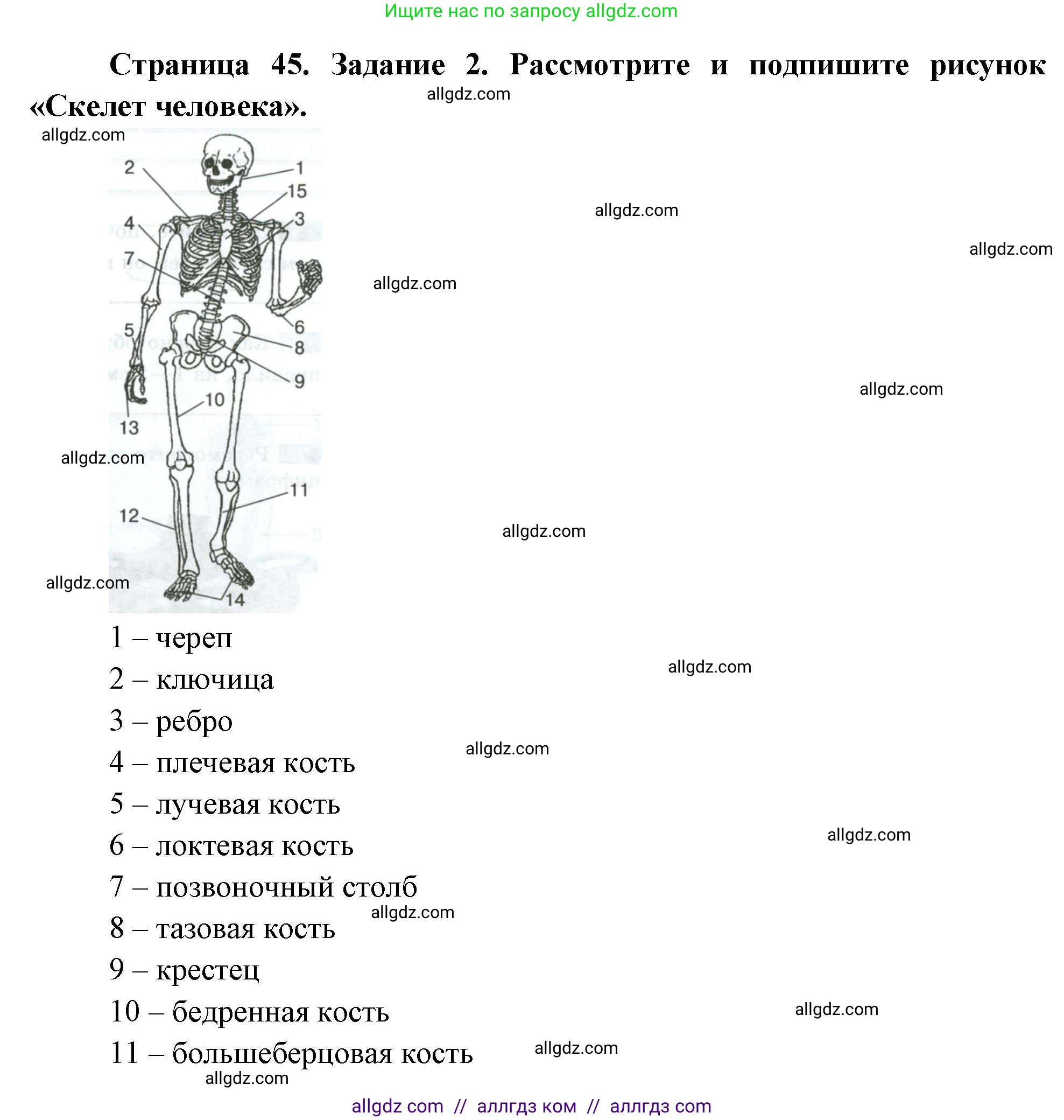 Биология, 9 класс рабочая тетрадь, авторы: Пасечник Владимир Васильевич, Швецов Глеб Геннадьевич, издательство Просвещение, Москва, 2023, розового цвета, страница 45, номер 2, Решение