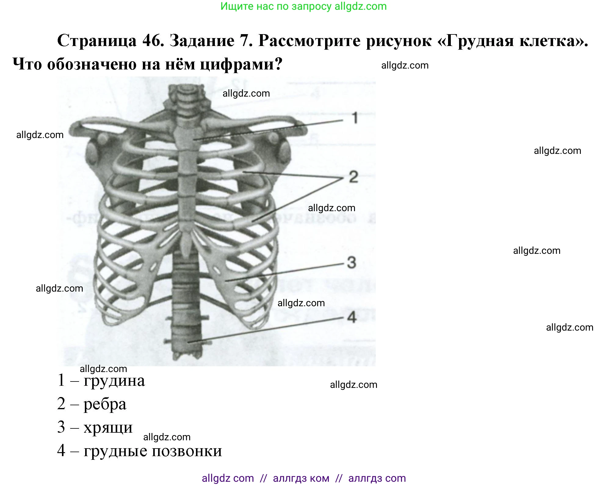 Биология, 9 класс рабочая тетрадь, авторы: Пасечник Владимир Васильевич, Швецов Глеб Геннадьевич, издательство Просвещение, Москва, 2023, розового цвета, страница 46, номер 7, Решение