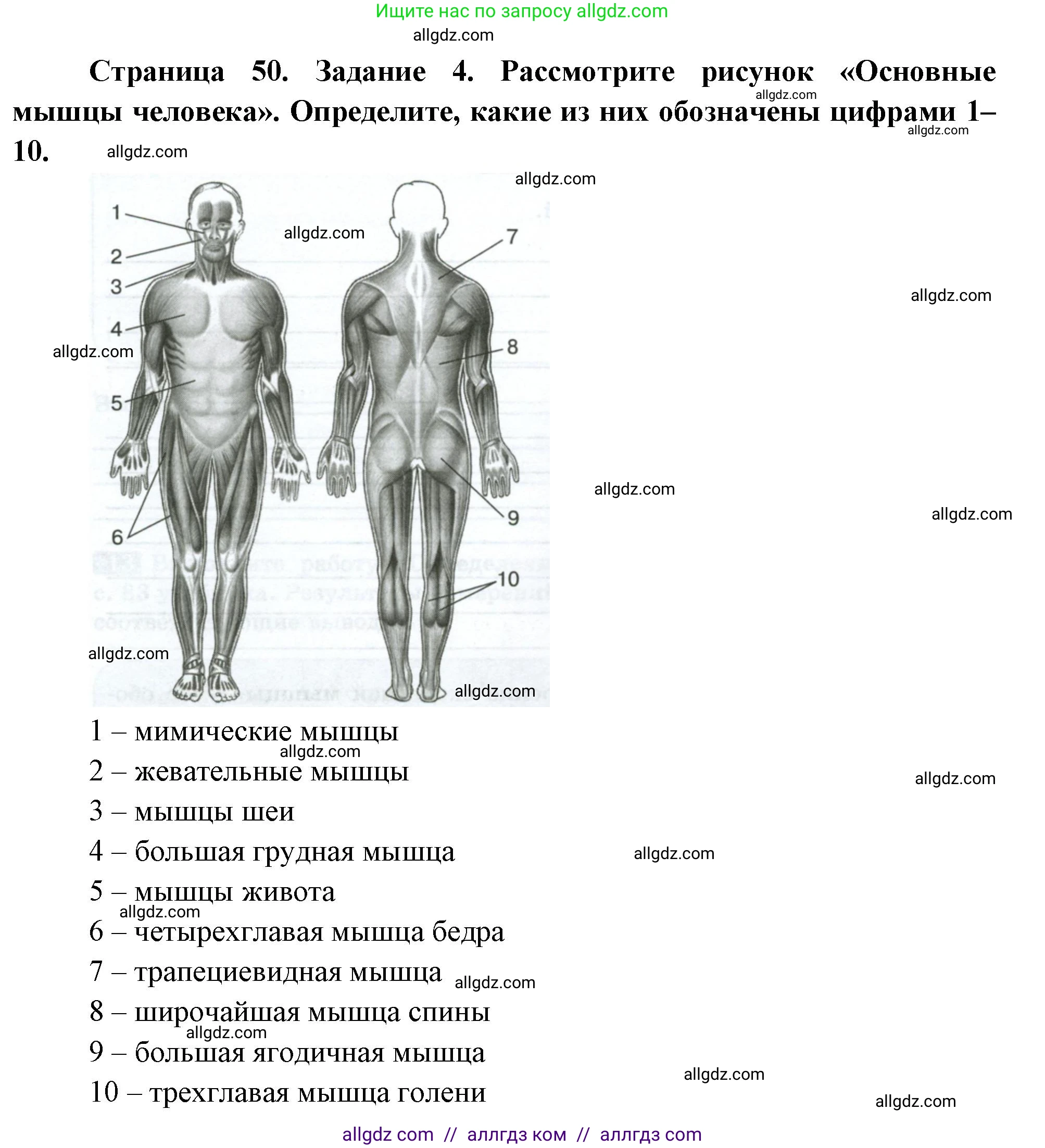 Биология, 9 класс рабочая тетрадь, авторы: Пасечник Владимир Васильевич, Швецов Глеб Геннадьевич, издательство Просвещение, Москва, 2023, розового цвета, страница 50, номер 4, Решение