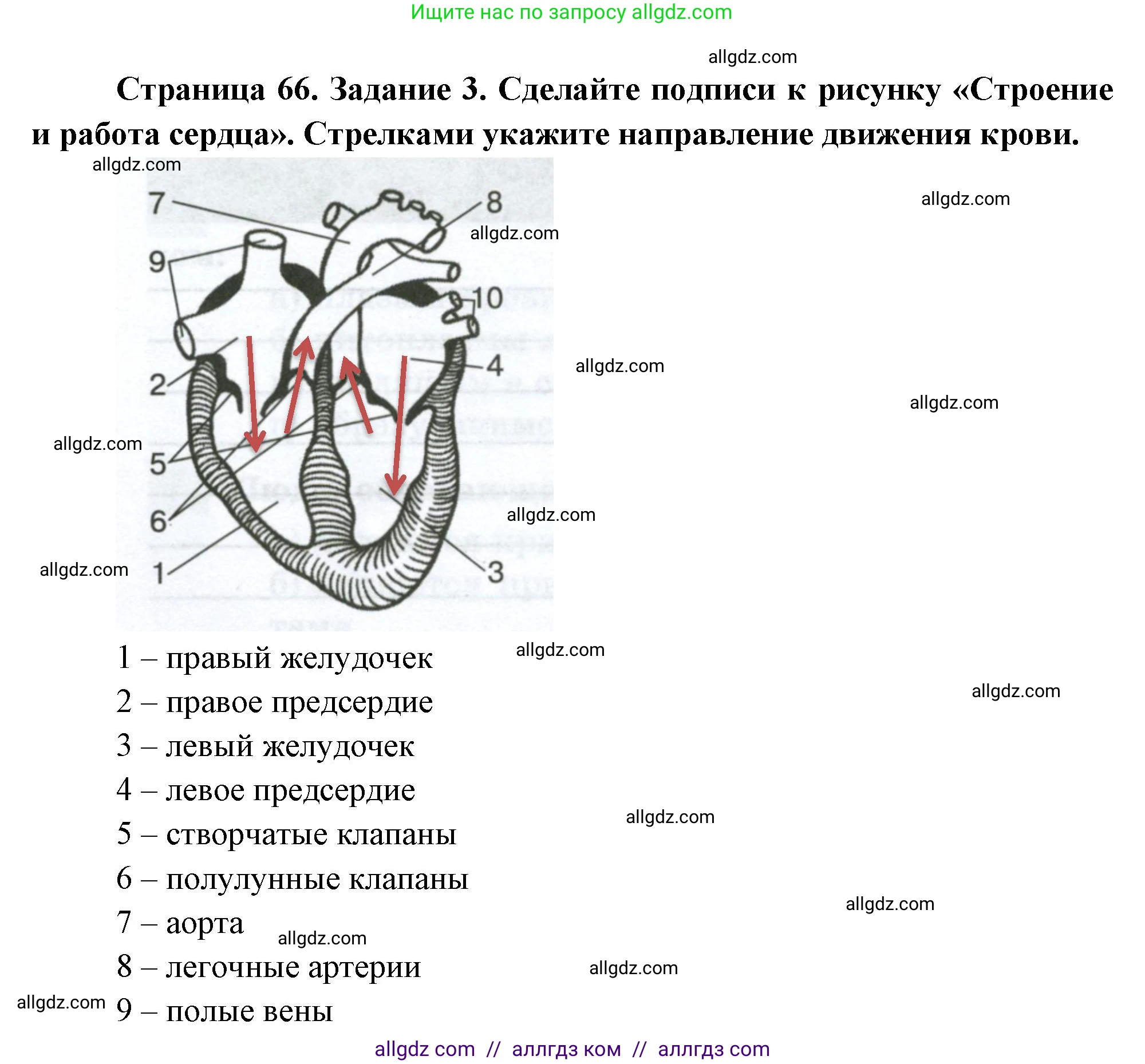 Биология, 9 класс рабочая тетрадь, авторы: Пасечник Владимир Васильевич, Швецов Глеб Геннадьевич, издательство Просвещение, Москва, 2023, розового цвета, страница 66, номер 3, Решение