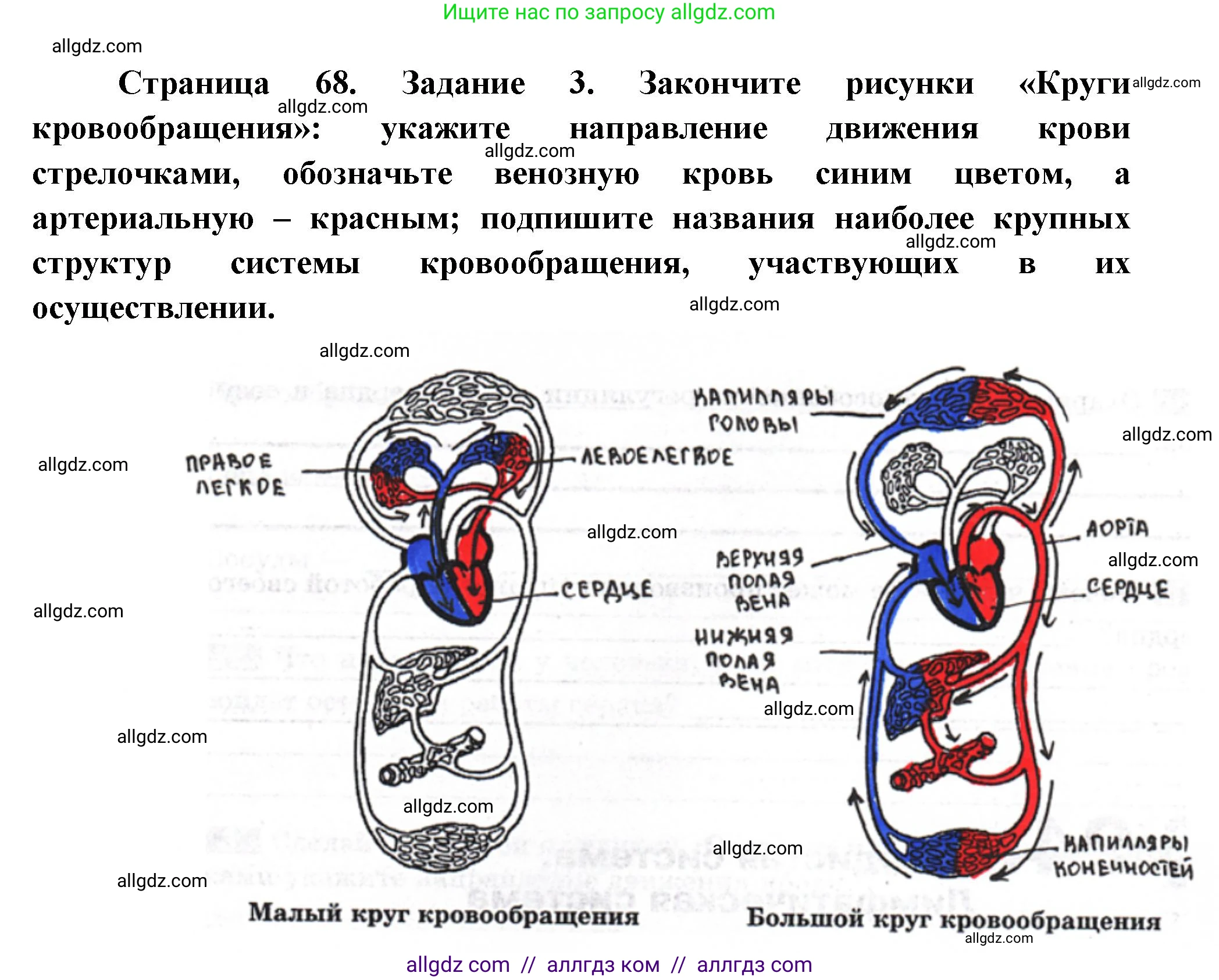 Биология, 9 класс рабочая тетрадь, авторы: Пасечник Владимир Васильевич, Швецов Глеб Геннадьевич, издательство Просвещение, Москва, 2023, розового цвета, страница 68, номер 3, Решение