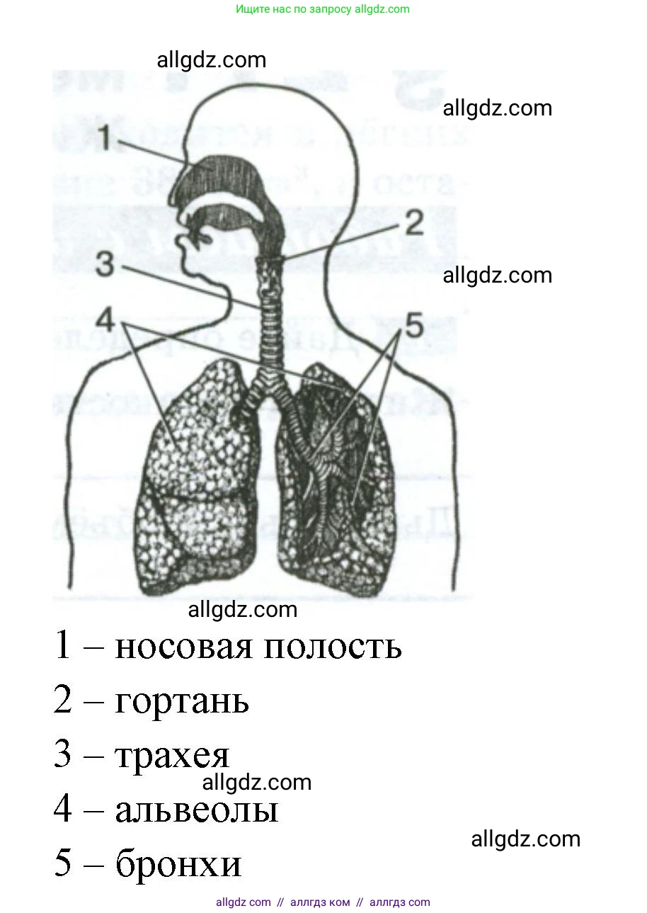 Биология, 9 класс рабочая тетрадь, авторы: Пасечник Владимир Васильевич, Швецов Глеб Геннадьевич, издательство Просвещение, Москва, 2023, розового цвета, страница 75, номер 4, Решение (продолжение 2)