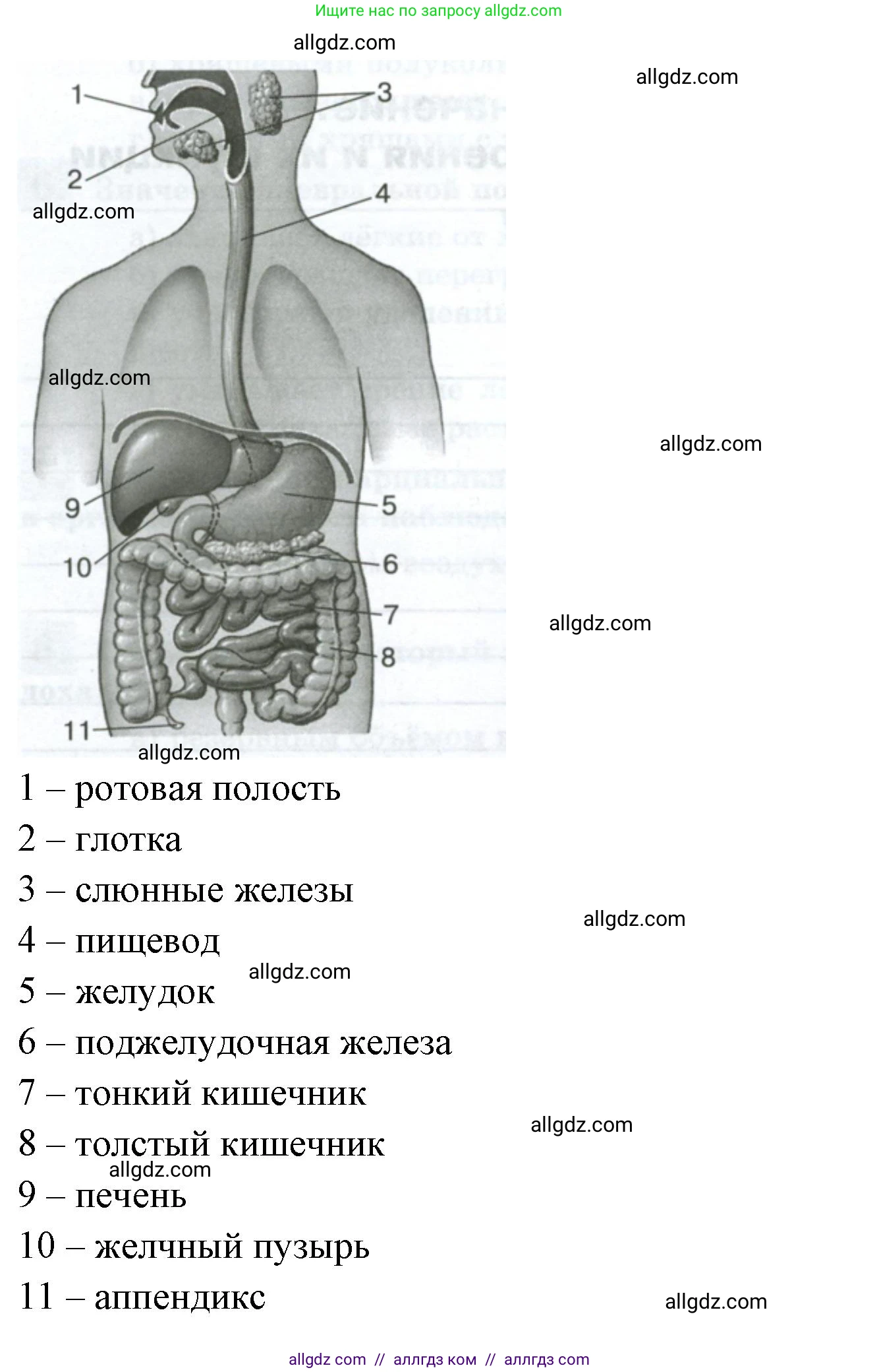 Биология, 9 класс рабочая тетрадь, авторы: Пасечник Владимир Васильевич, Швецов Глеб Геннадьевич, издательство Просвещение, Москва, 2023, розового цвета, страница 84, номер 4, Решение (продолжение 2)